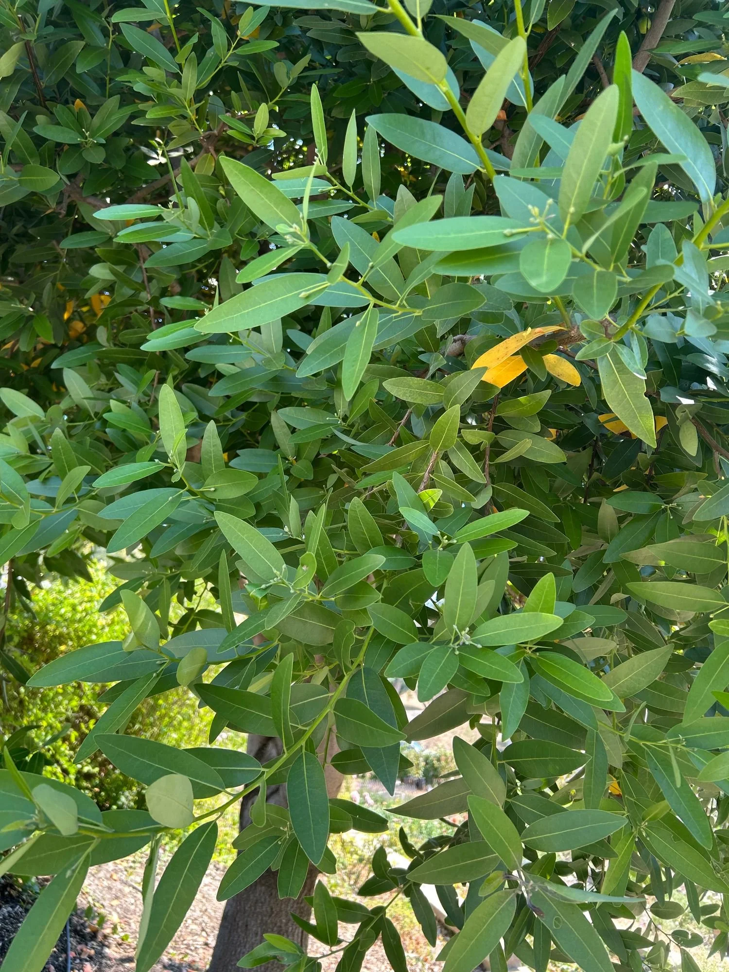 UMBELLULARIA californica