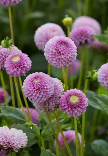 DAHLIA Lipoma