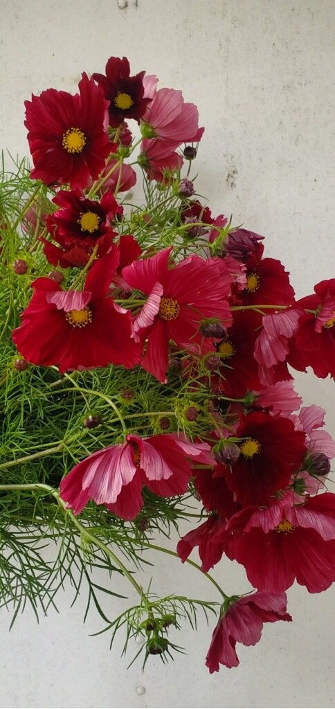 Cosmos 'Rubenza'