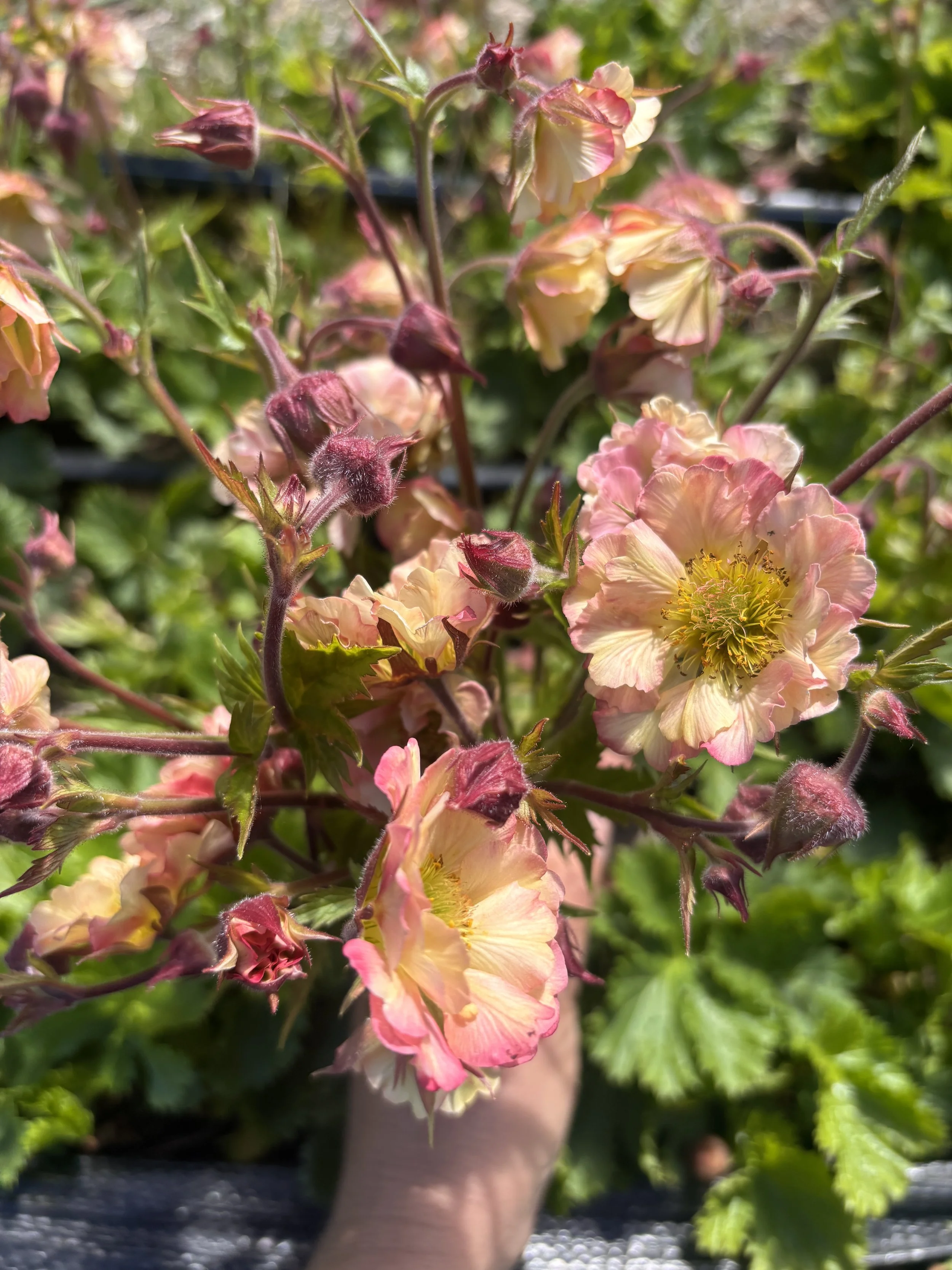 GEUM x Pretticoats Peach