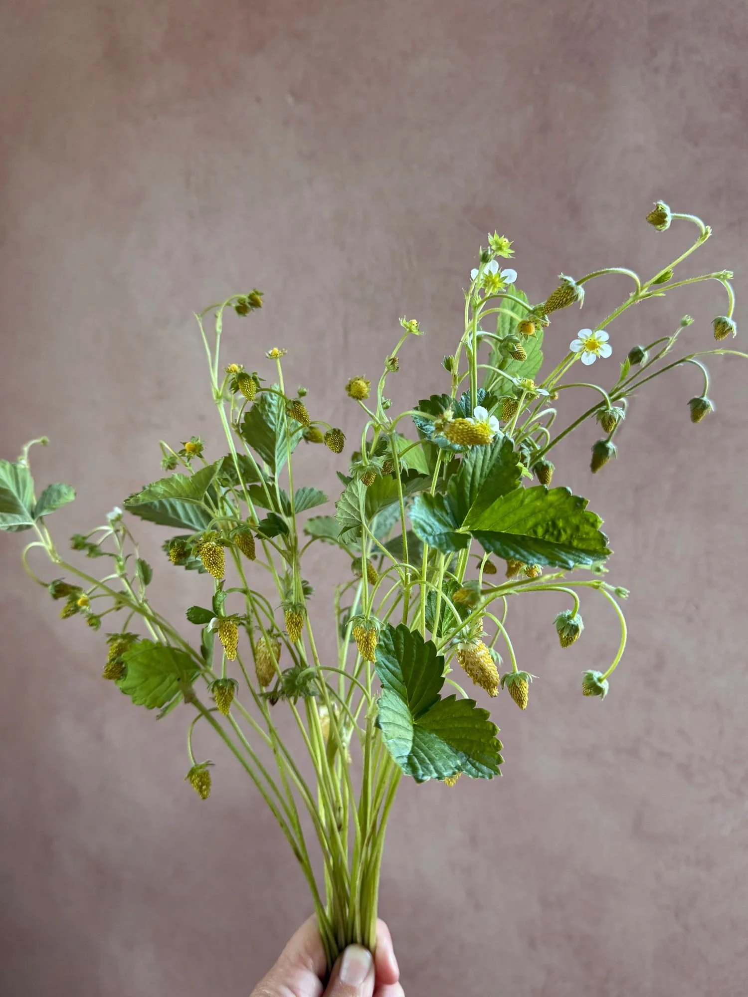 FRAGARIA vesca Alpine Strawberry