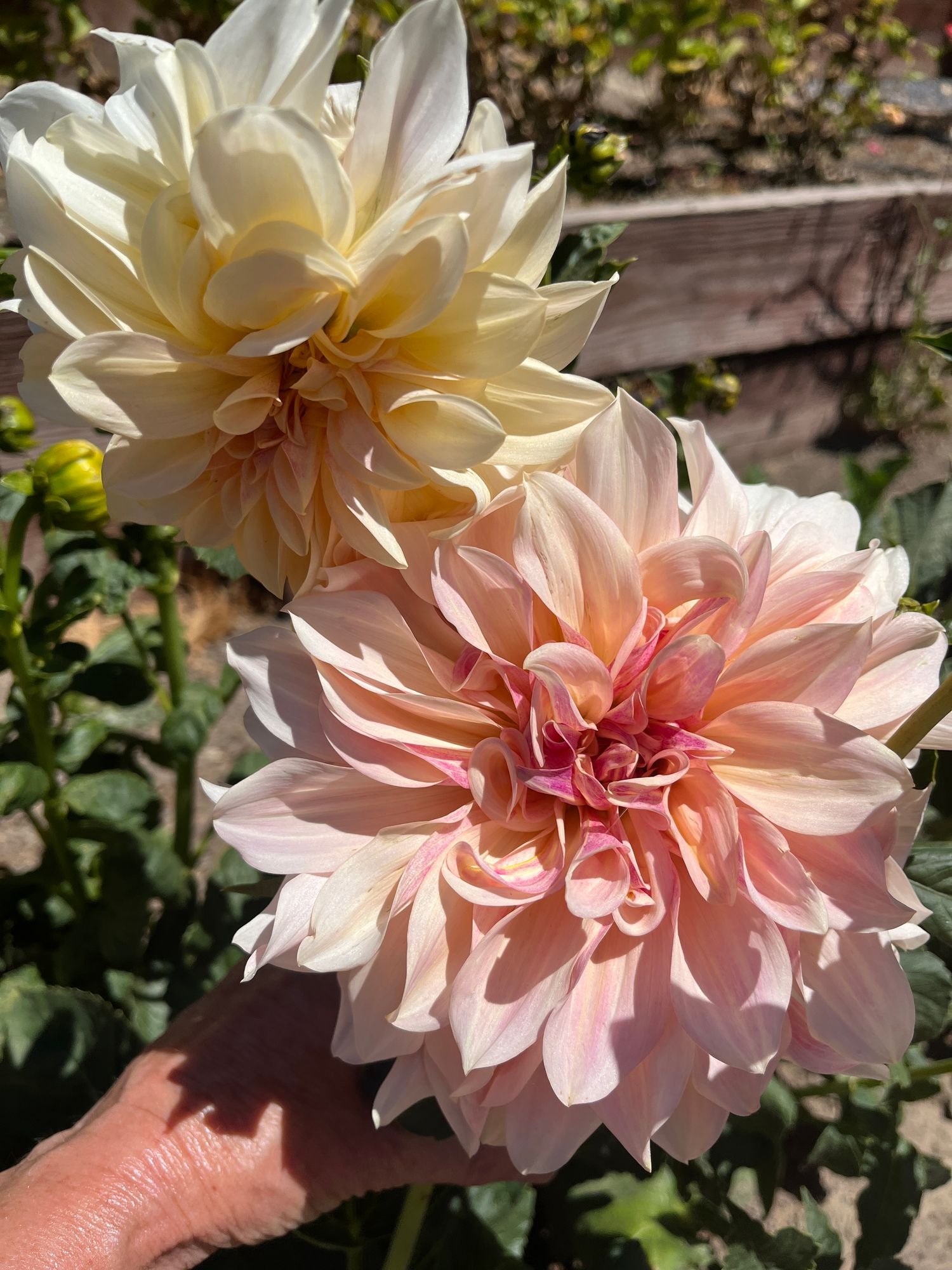 Dahlia 'Cafe au Lait'