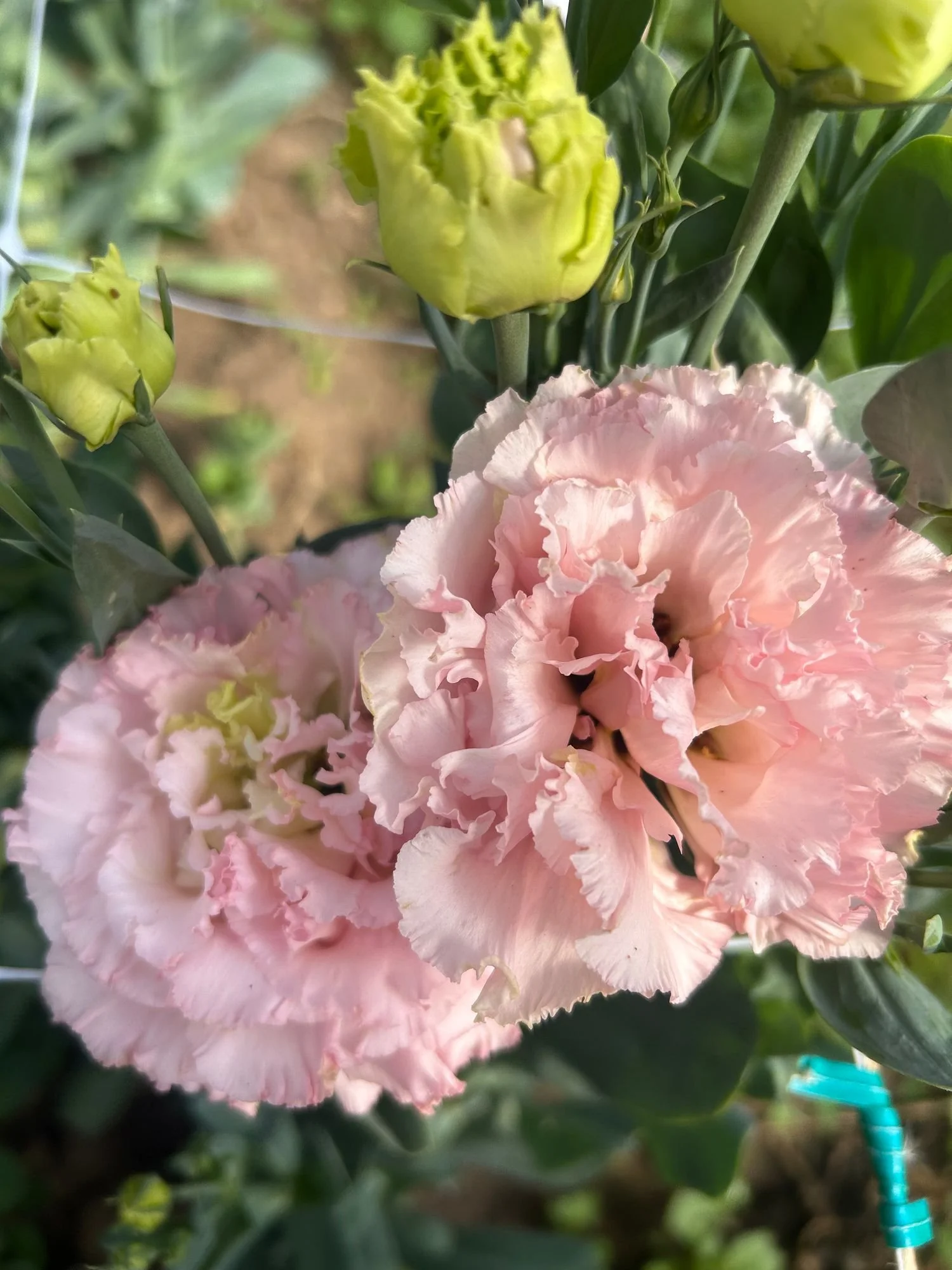 EUSTOMA grandiflorum Voyage 2 Pink