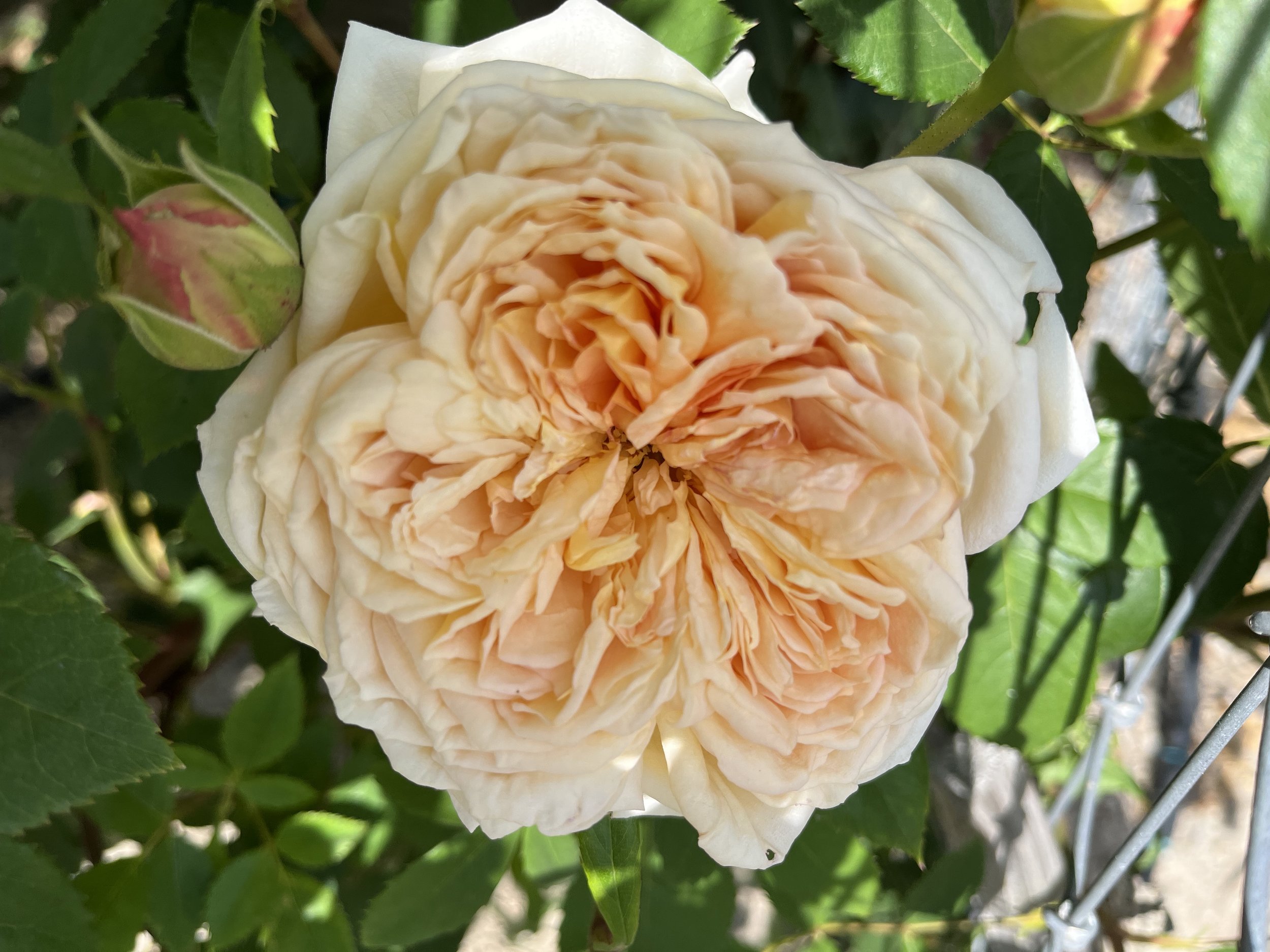 Rose 'Bathsheba' $32 bu