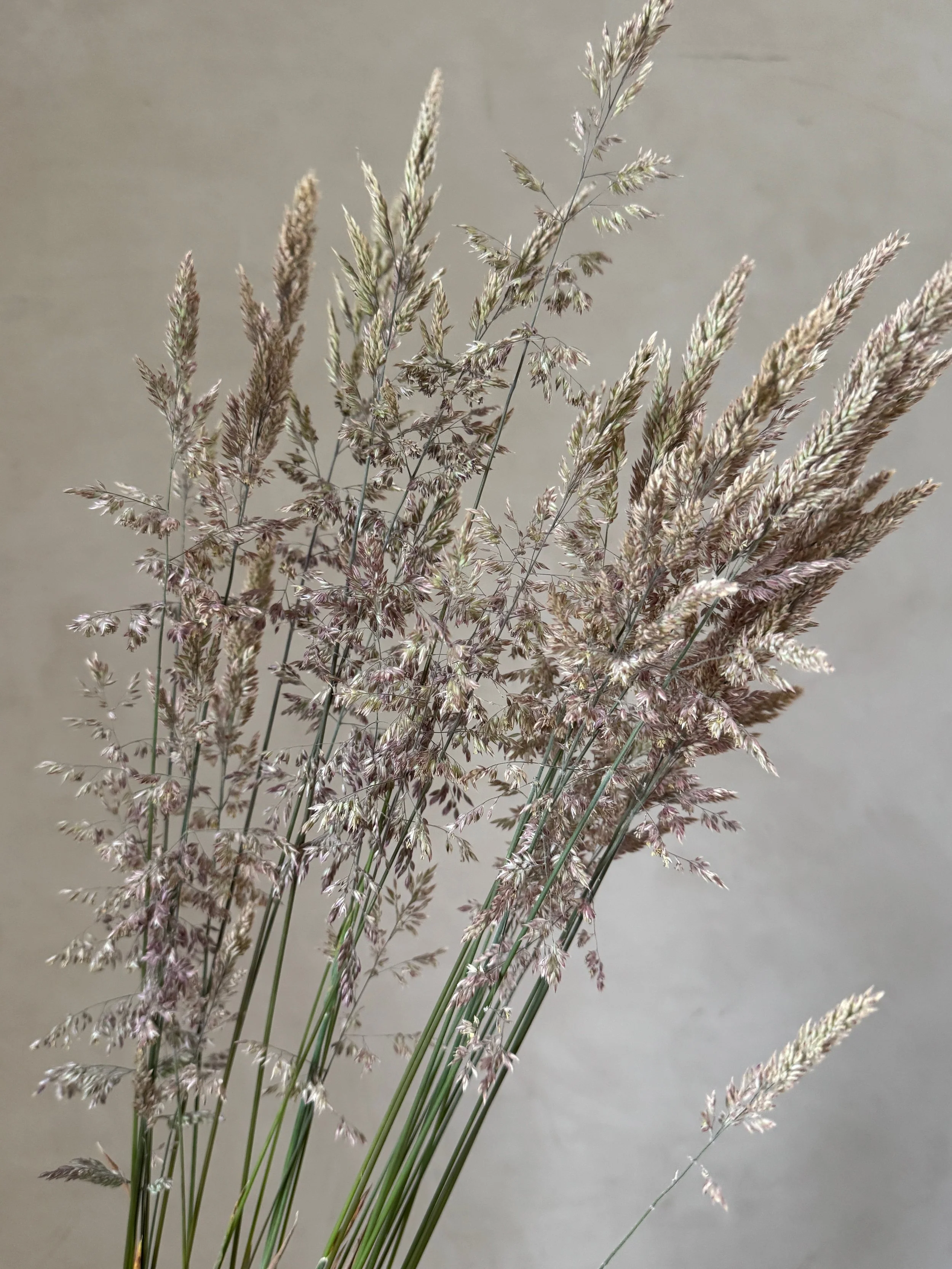 HOLCUS lanatus
