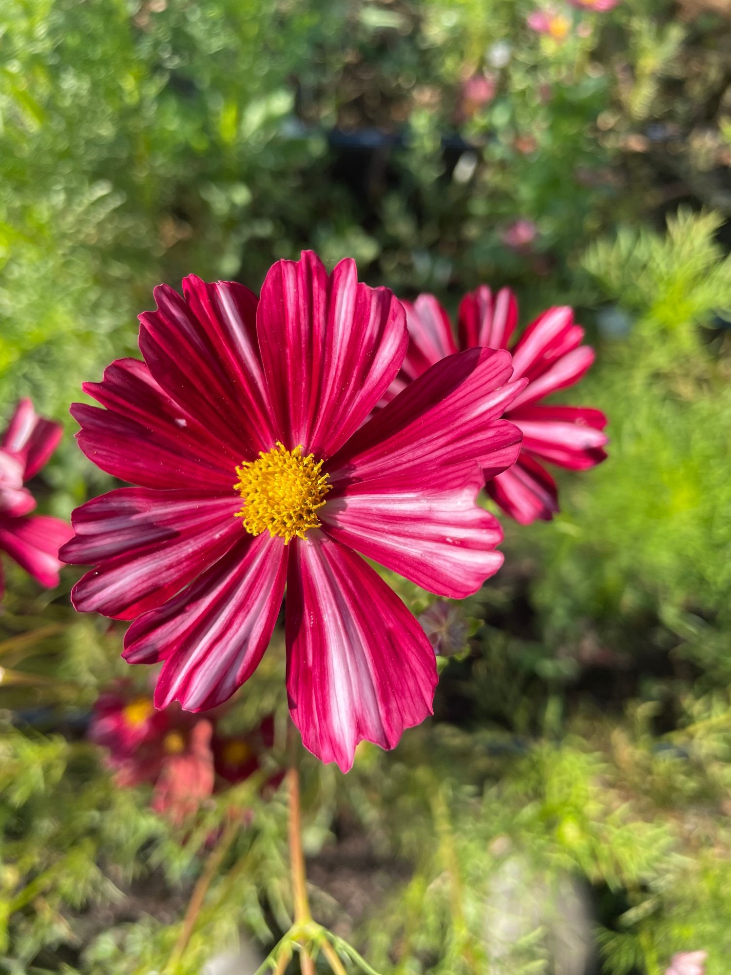 Cosmo 'Velouette'