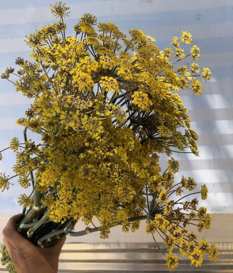 Bronze Fennel Flower