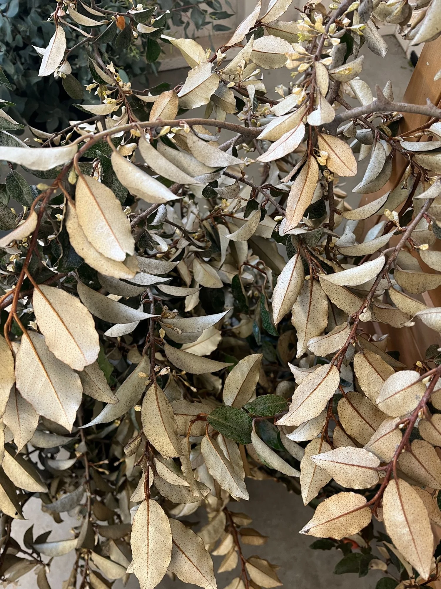 ELAEAGNUS angustifolia