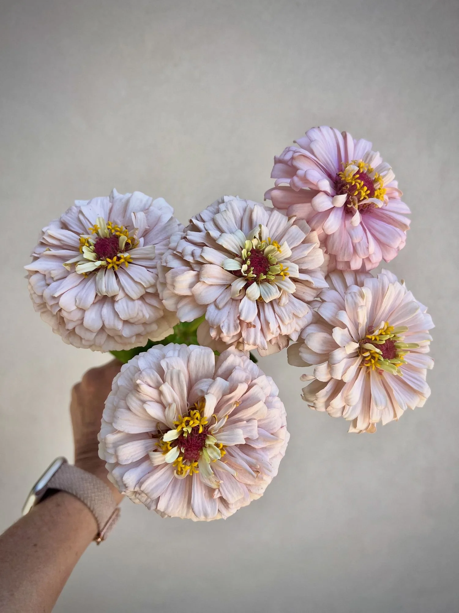 ZINNIA elegans Dawn Creek Blush