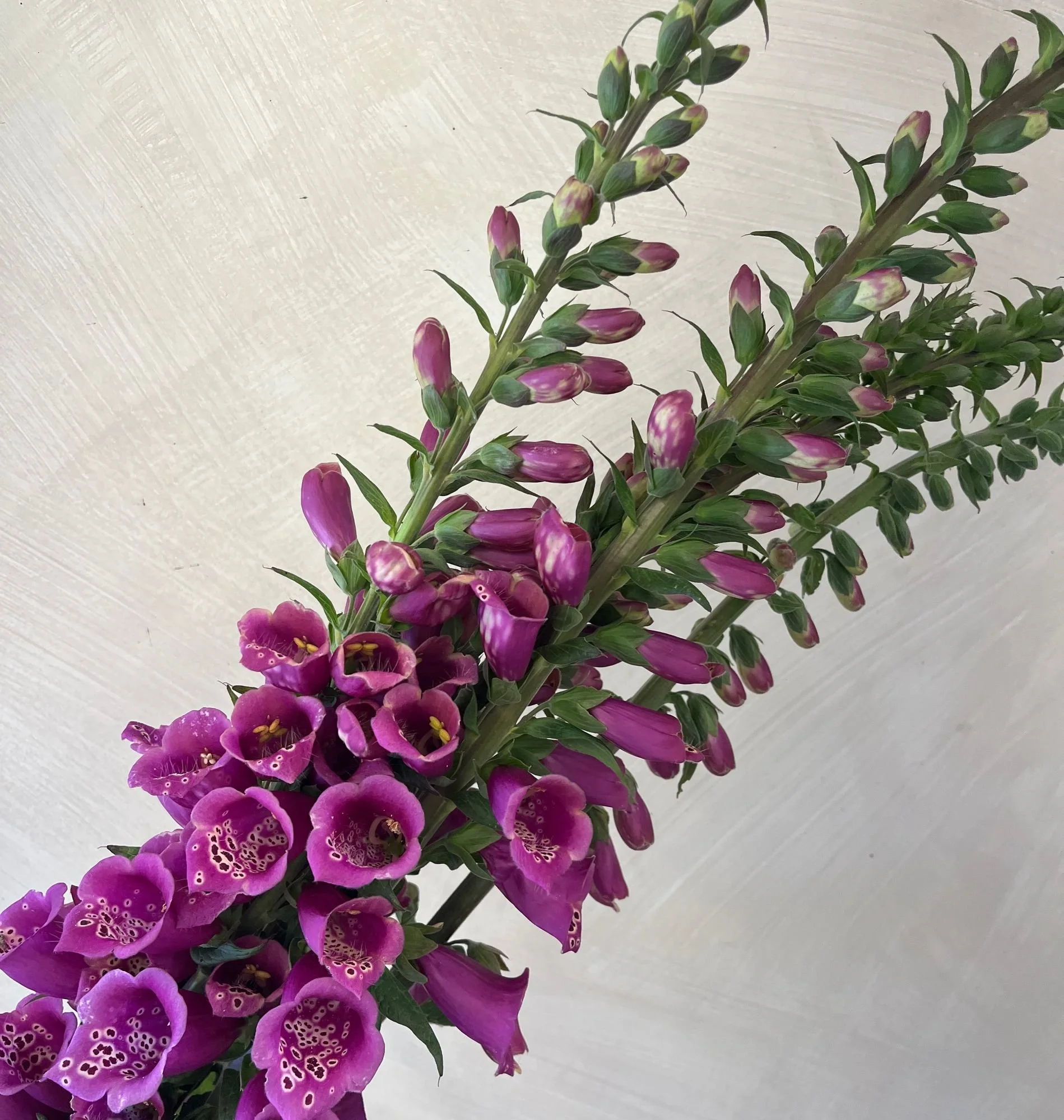 DIGITALIS purpurea Camelot Rose