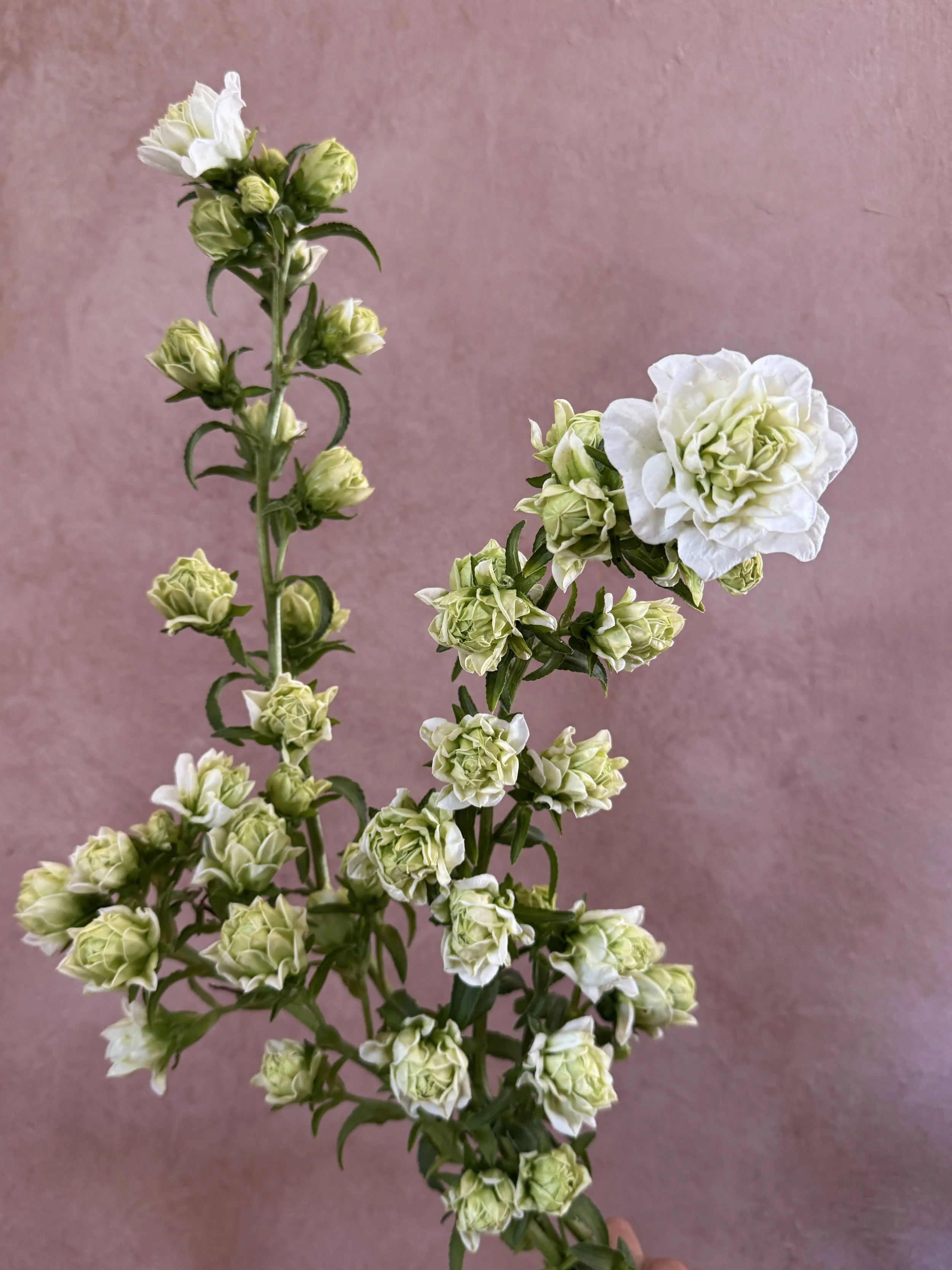 CAMPANULA medium Kilimanjaro