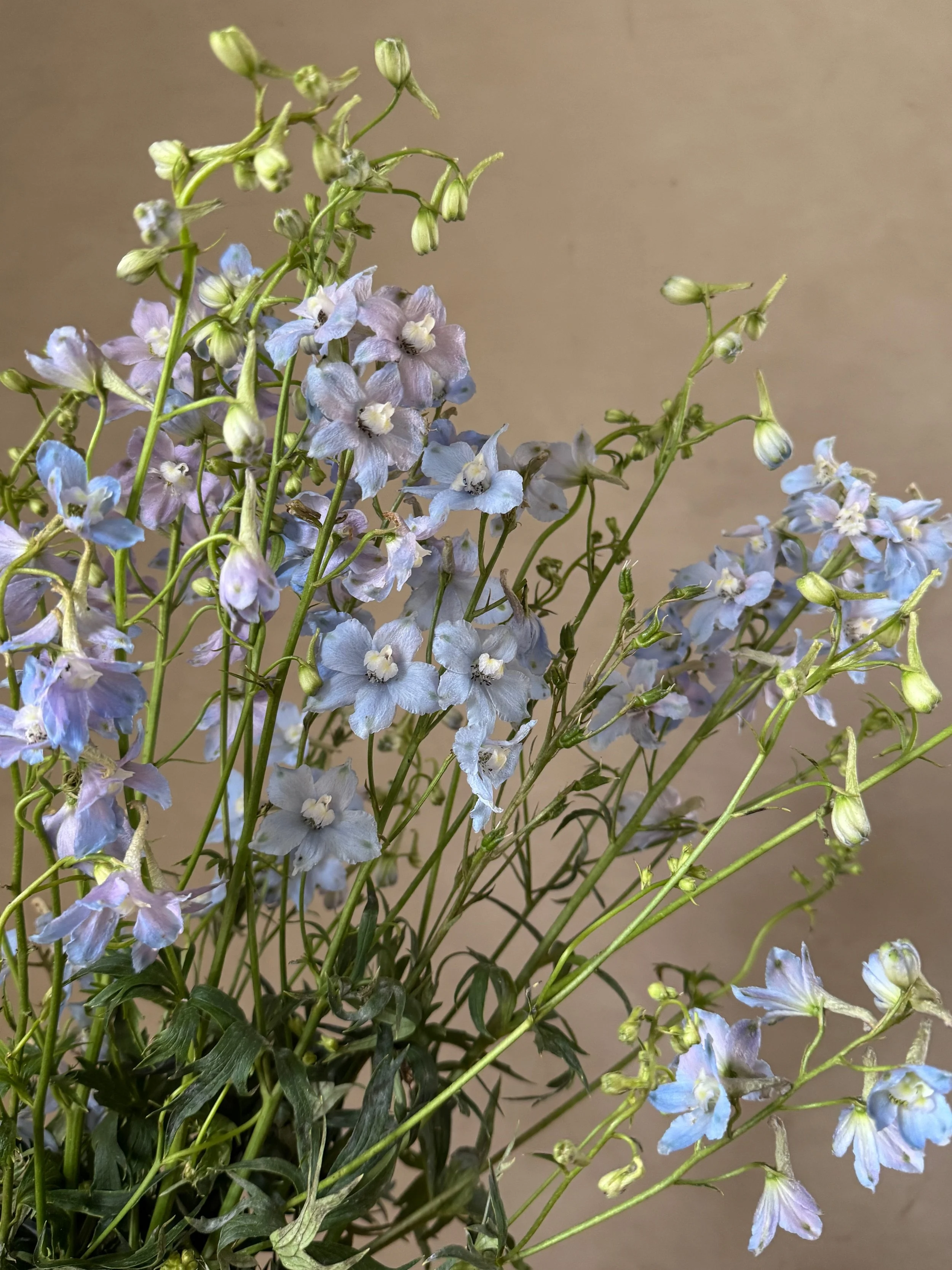 DELPHINIUM x belladonna Blue Donna