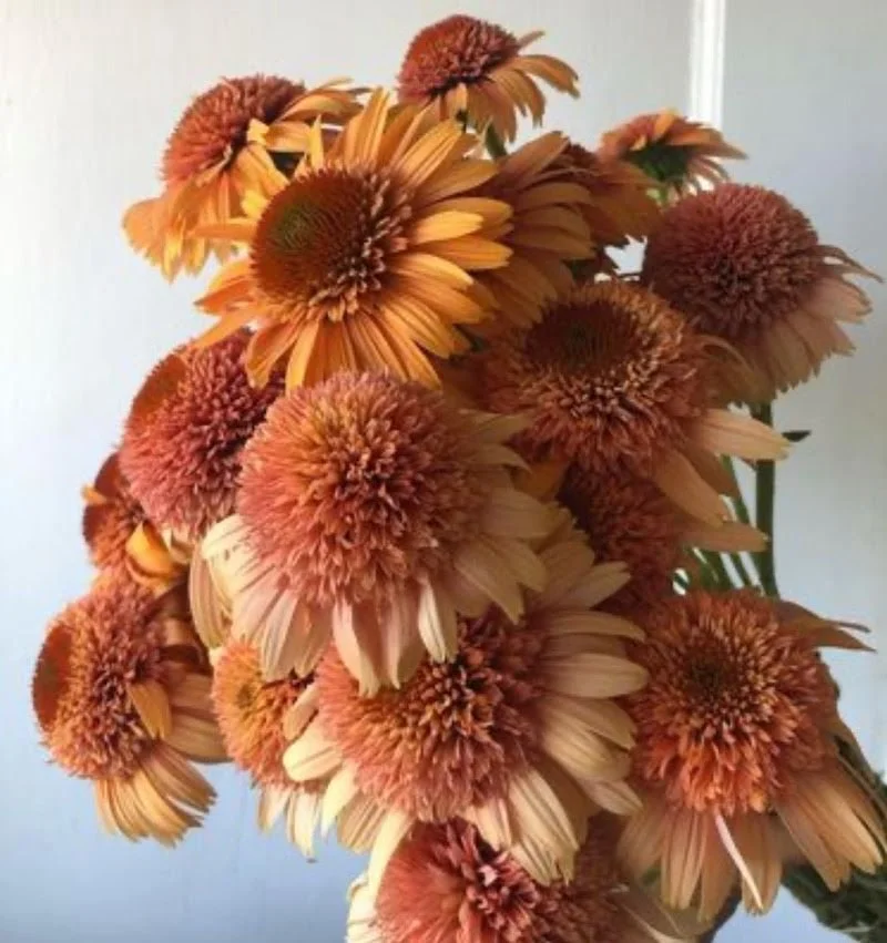 ECHINACEA purpurea Supreme Cantaloupe