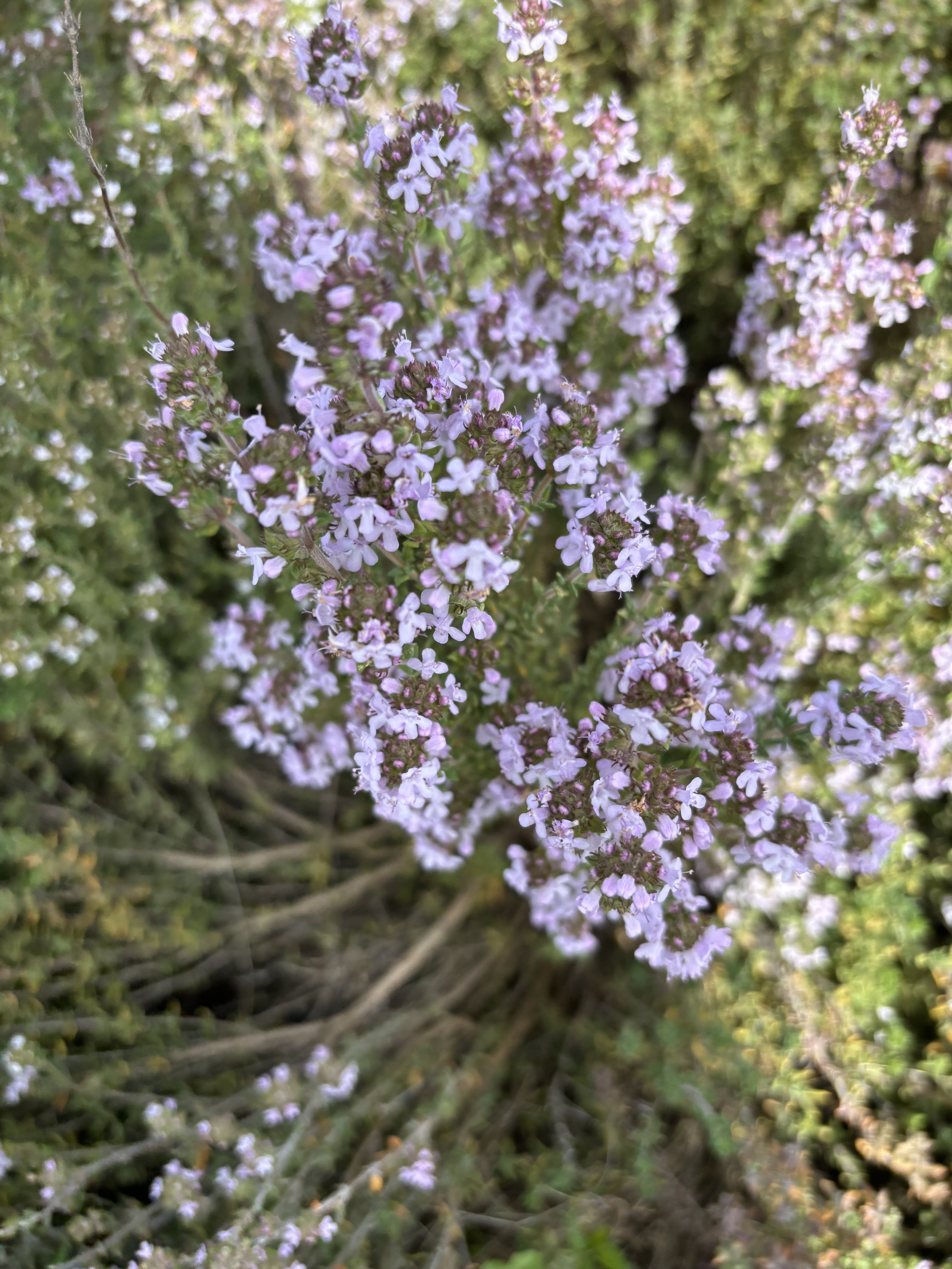 Flowering Thyme $11 bu