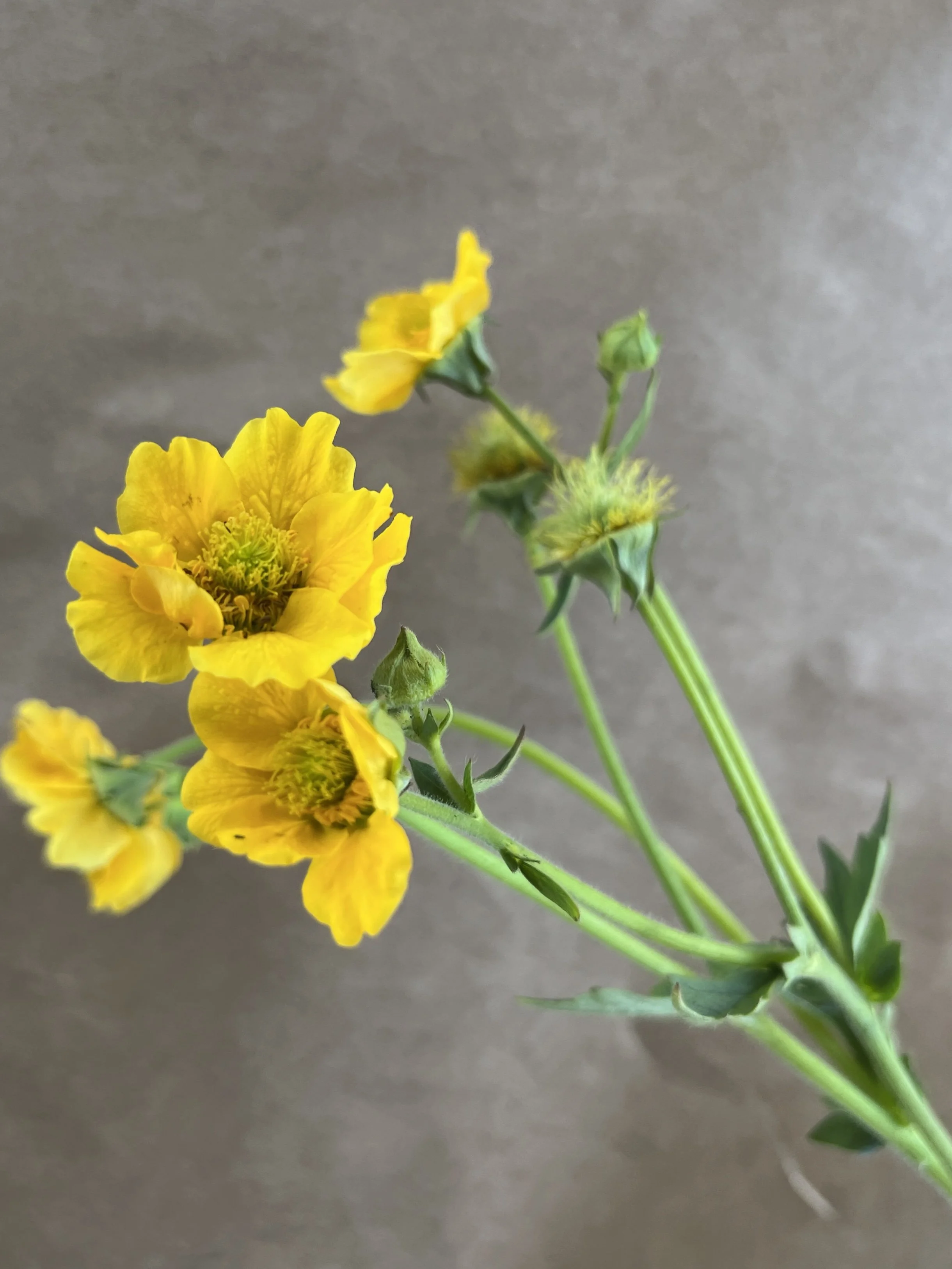 GEUM coccineum Lady Stratheden