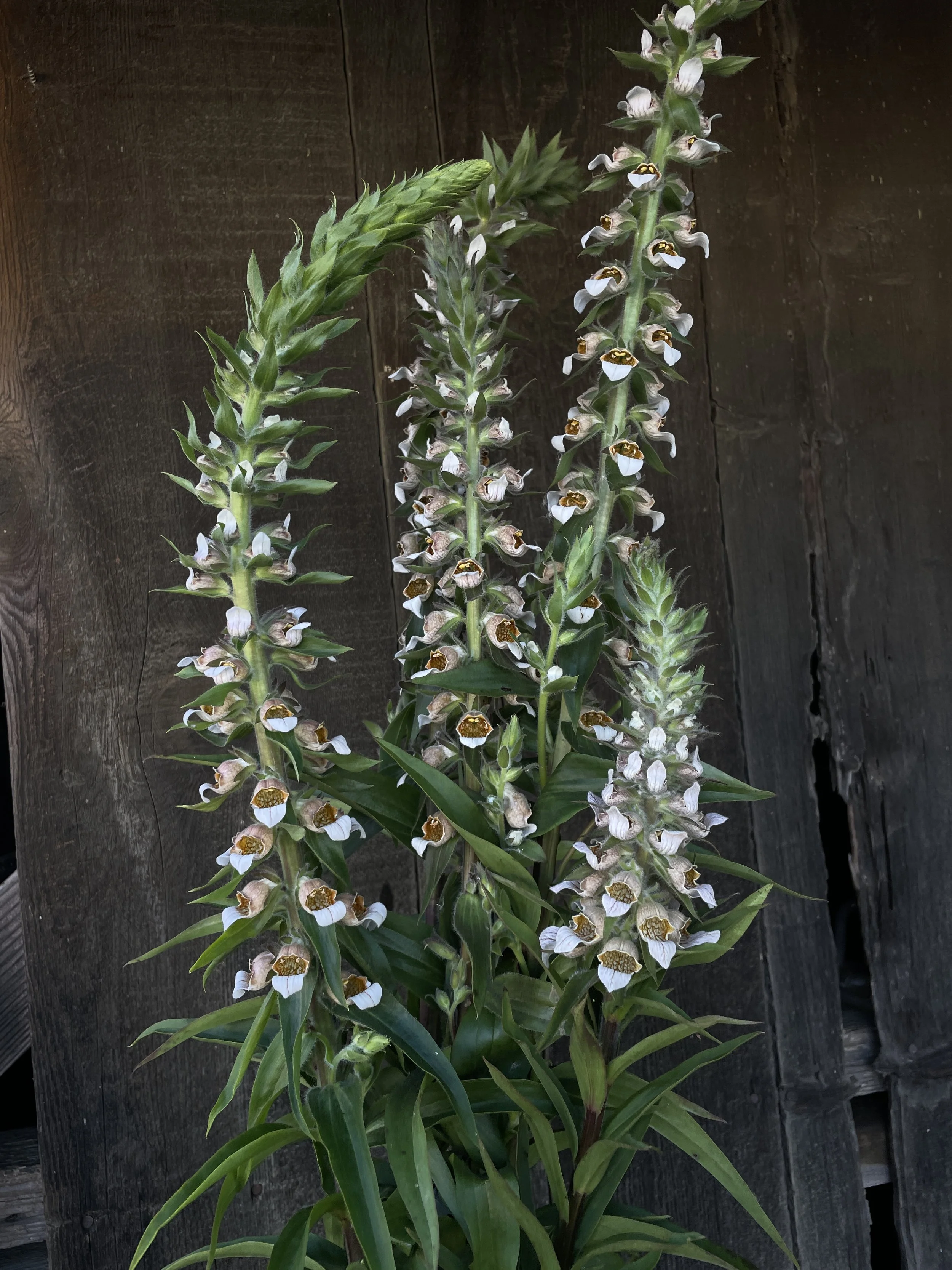 DIGITALIS lanata Cafe Cream