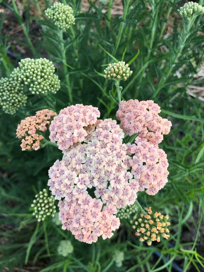 Yarrow 'Cameo' $12 bu
