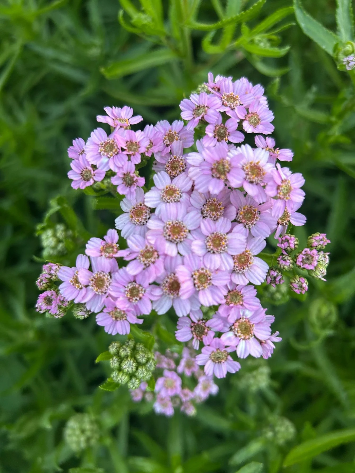 ACHILLEA sibirica ssp camschatica Love Parade