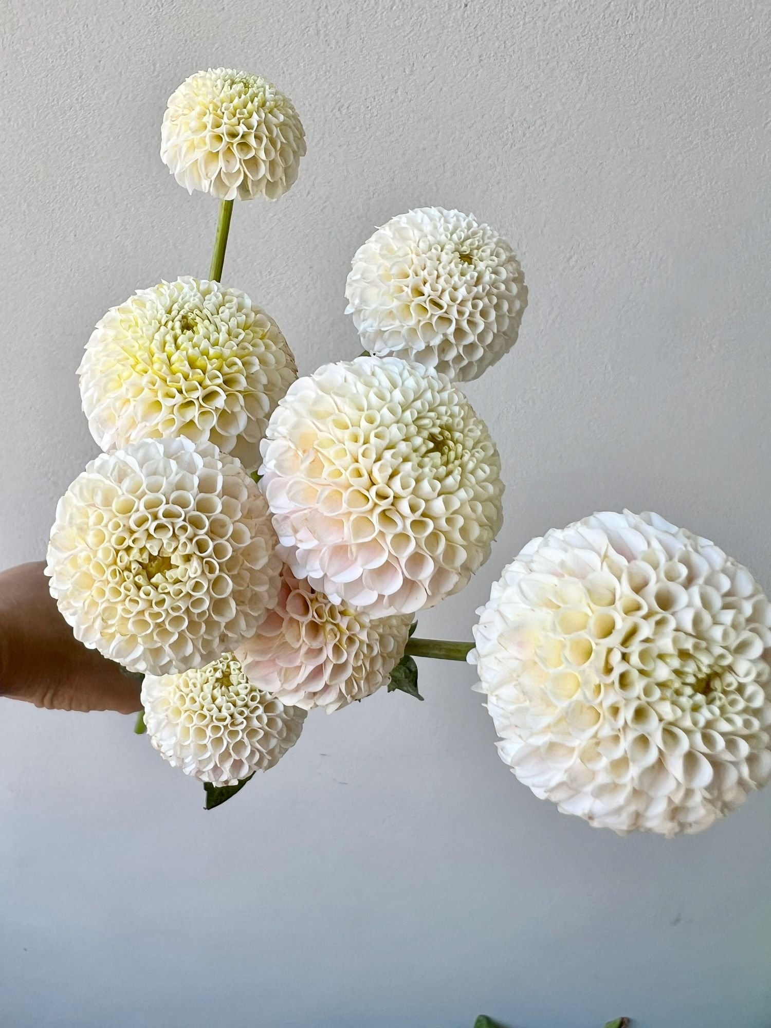 DAHLIA Small World