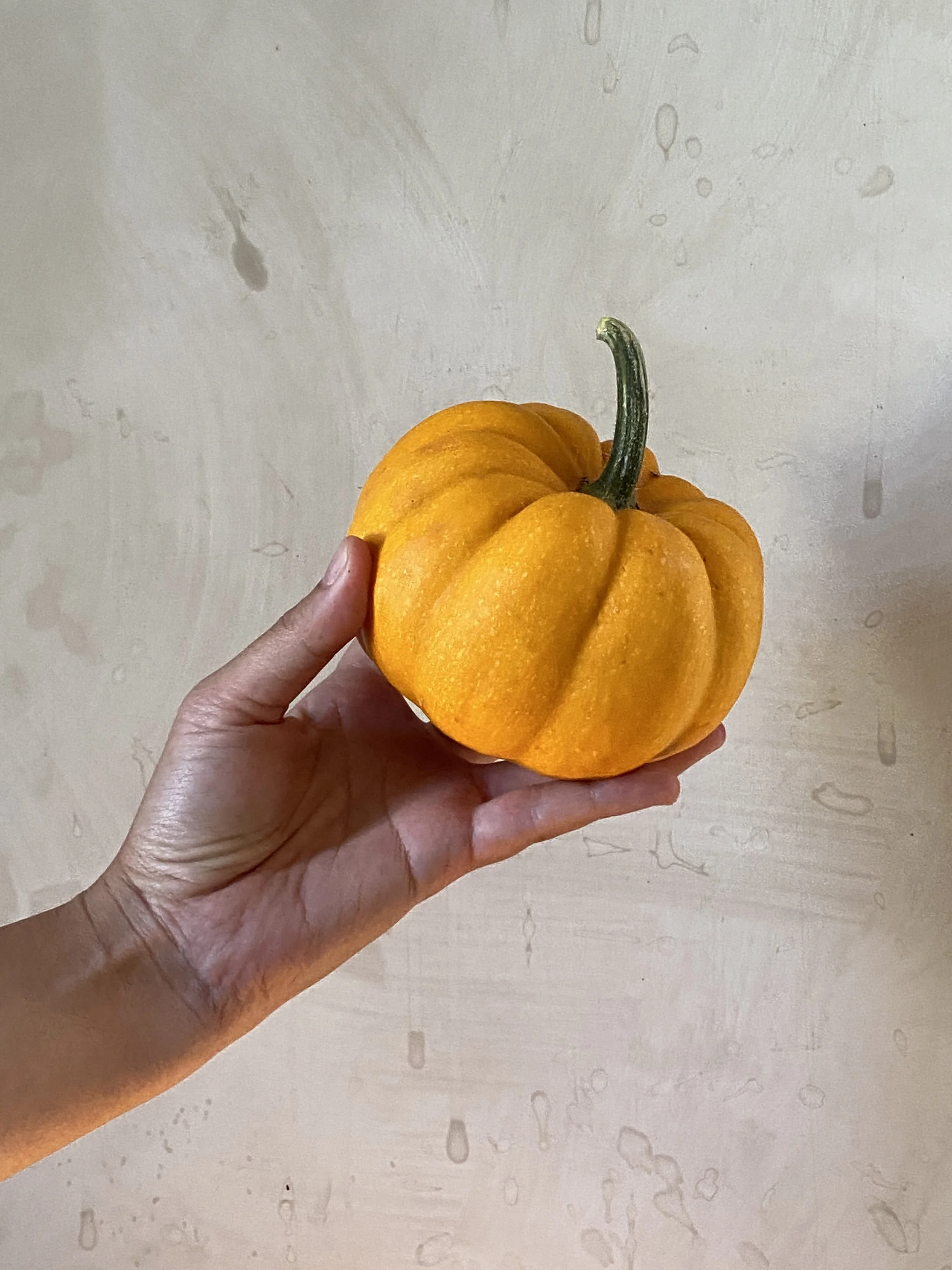 Pumpkin - Orange
