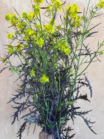 BRASSICA juncea Ruby Streaks