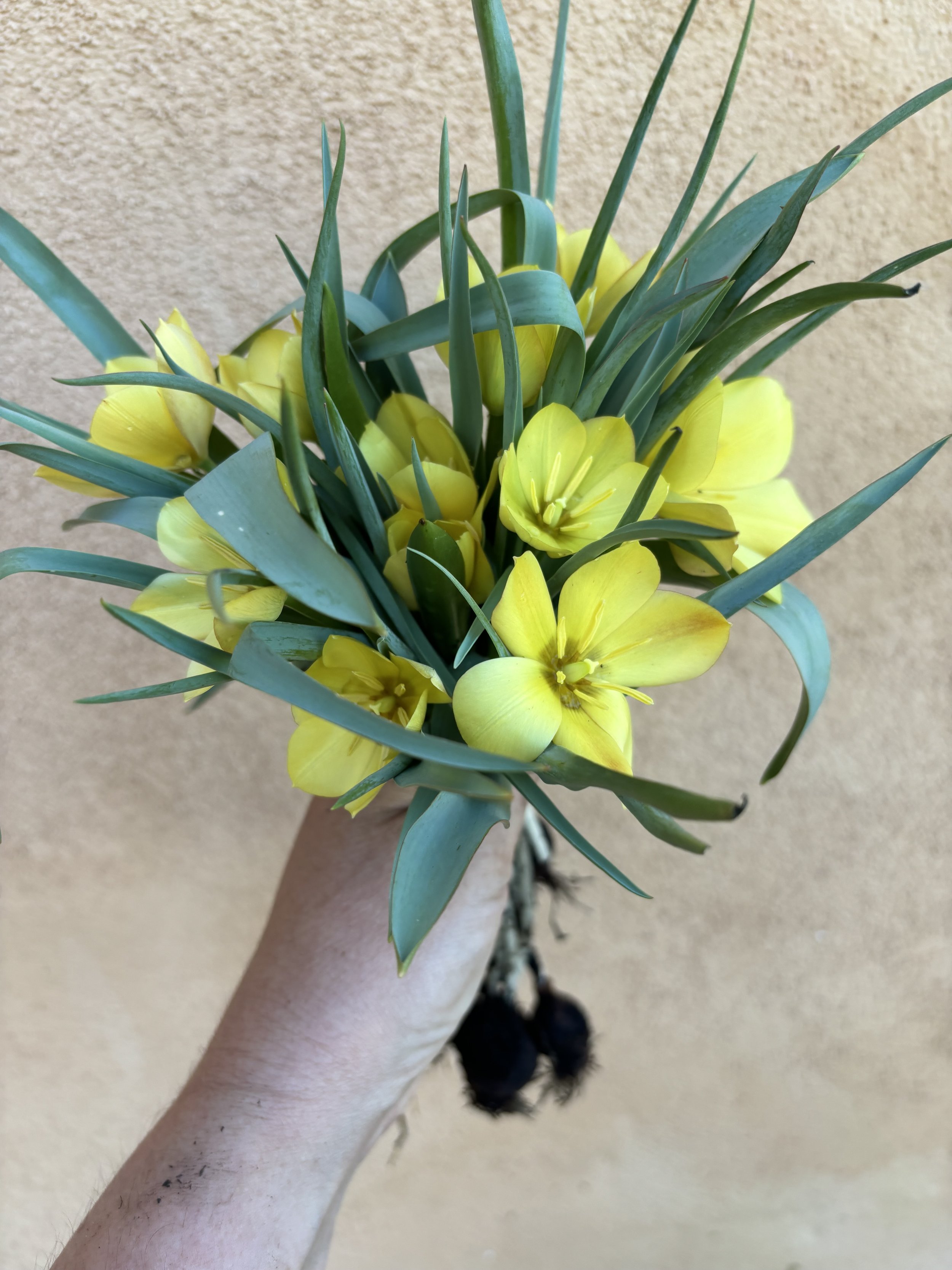 Tulip 'Bright Gem'