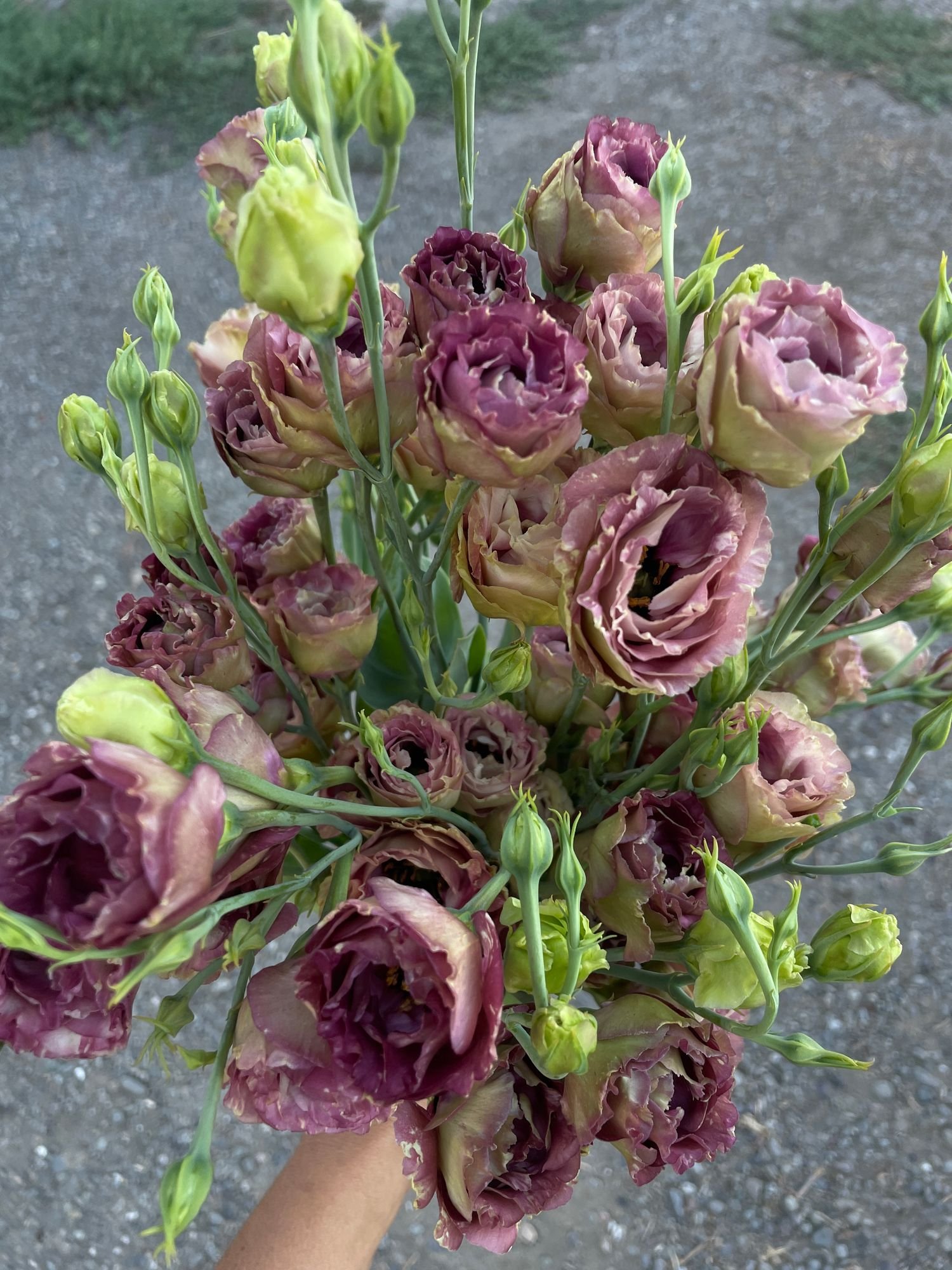 Lisianthus 'Rosanne 3 brown'