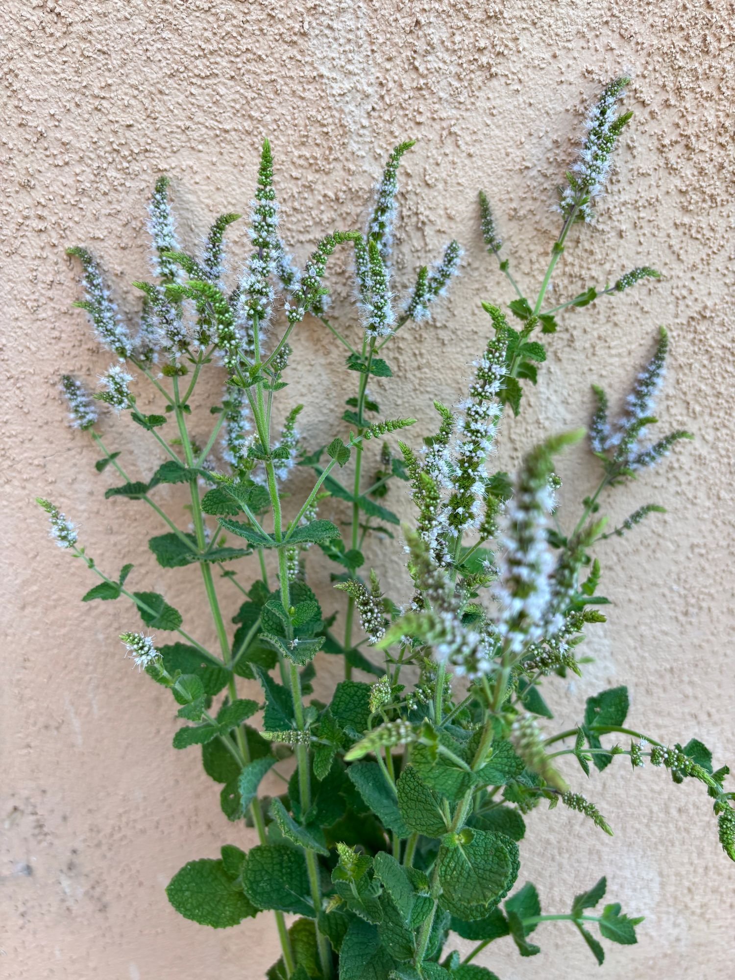 MENTHA suaveolens