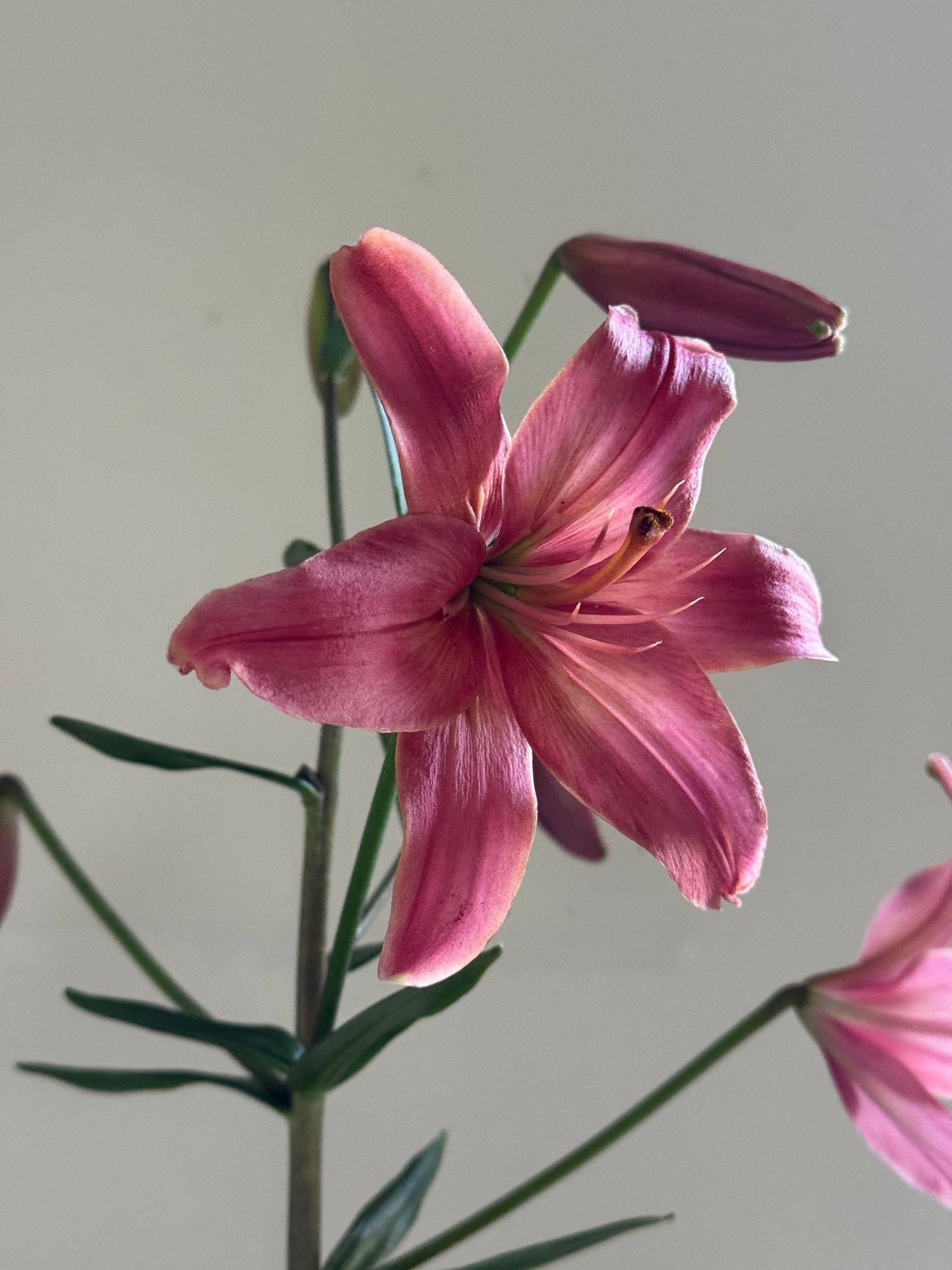 LILIUM longiflorum x asiatic Sylt