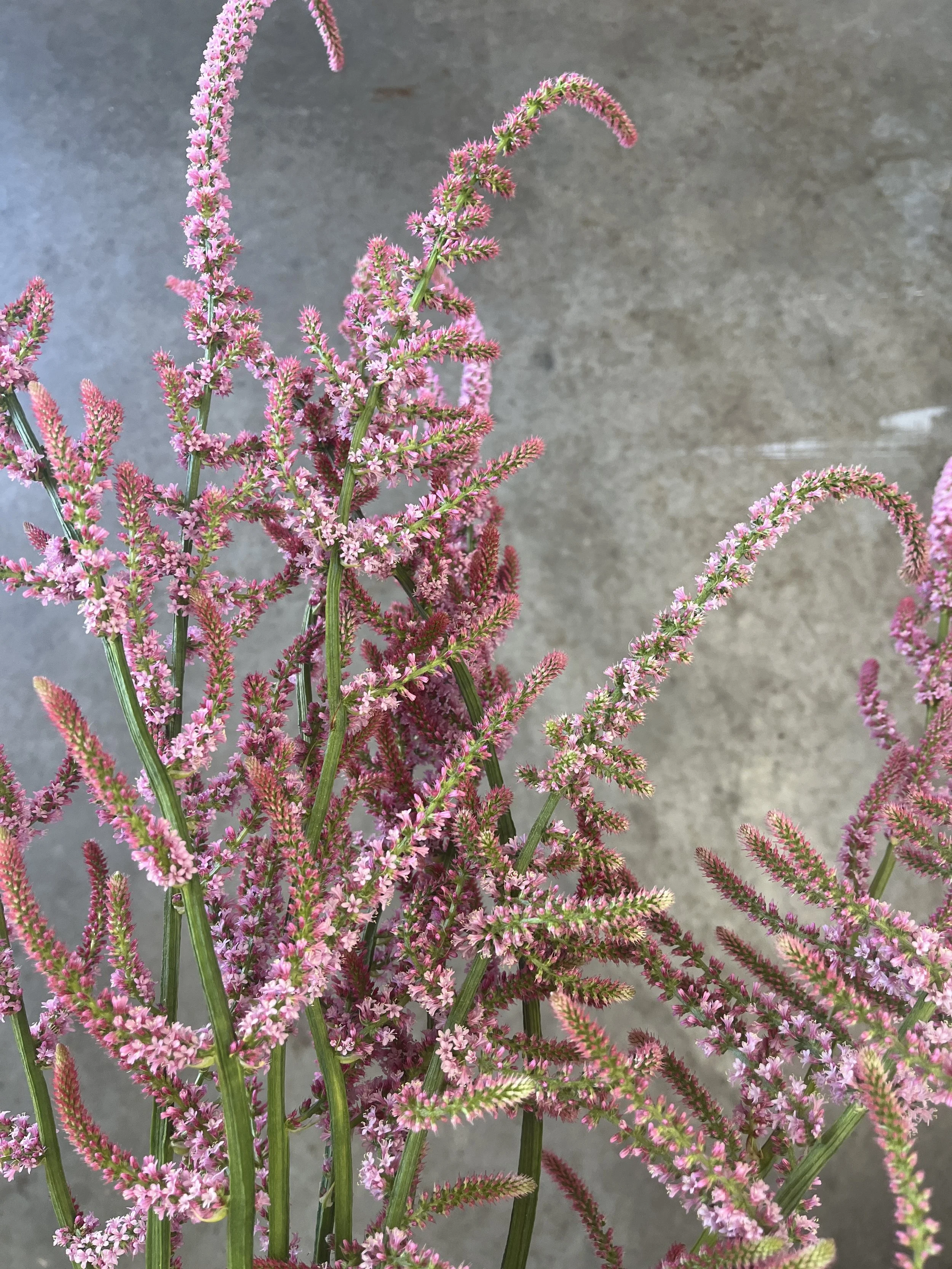 LIMONIUM suworowii