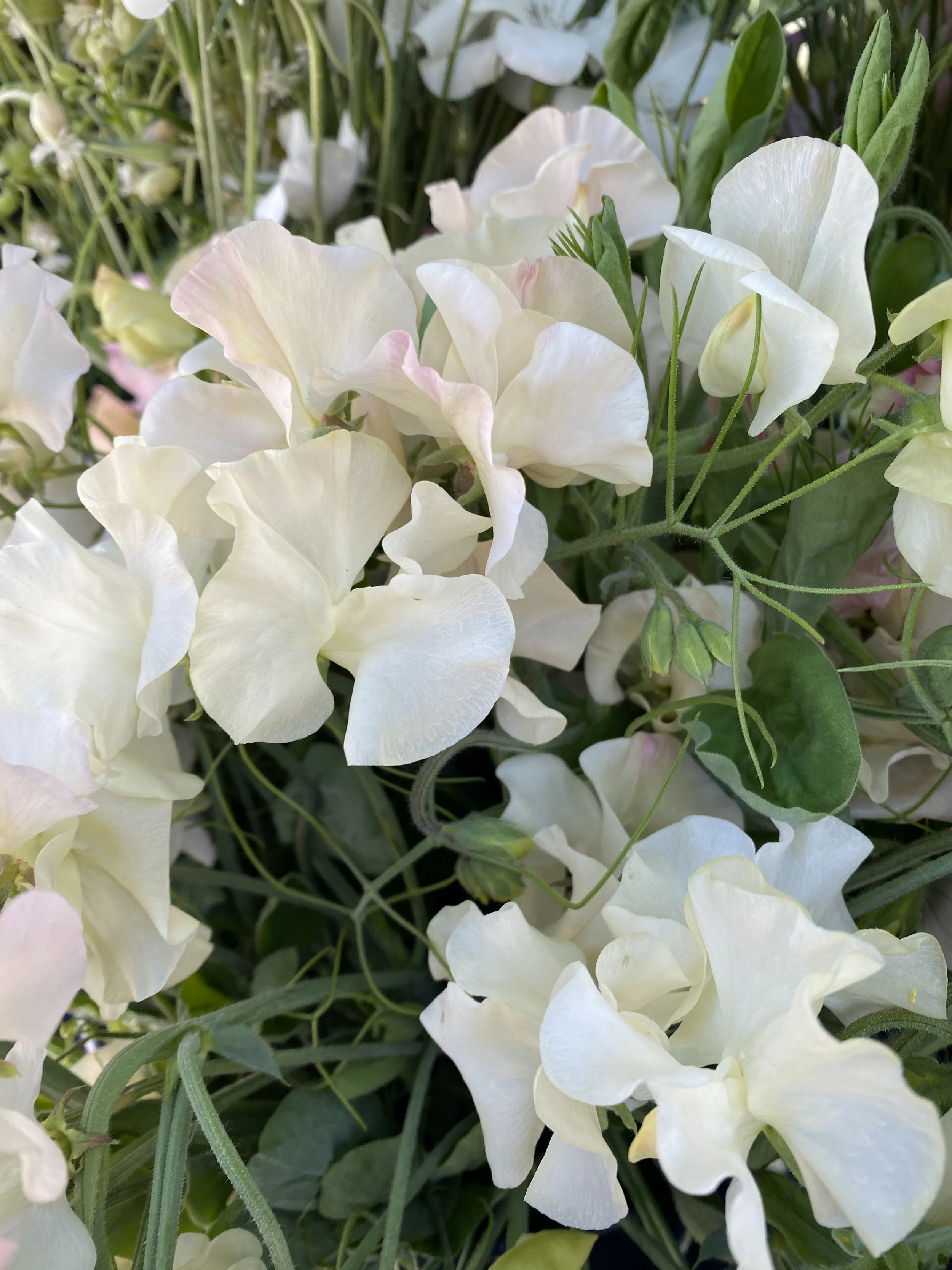 Sweet Pea 'Juliet'