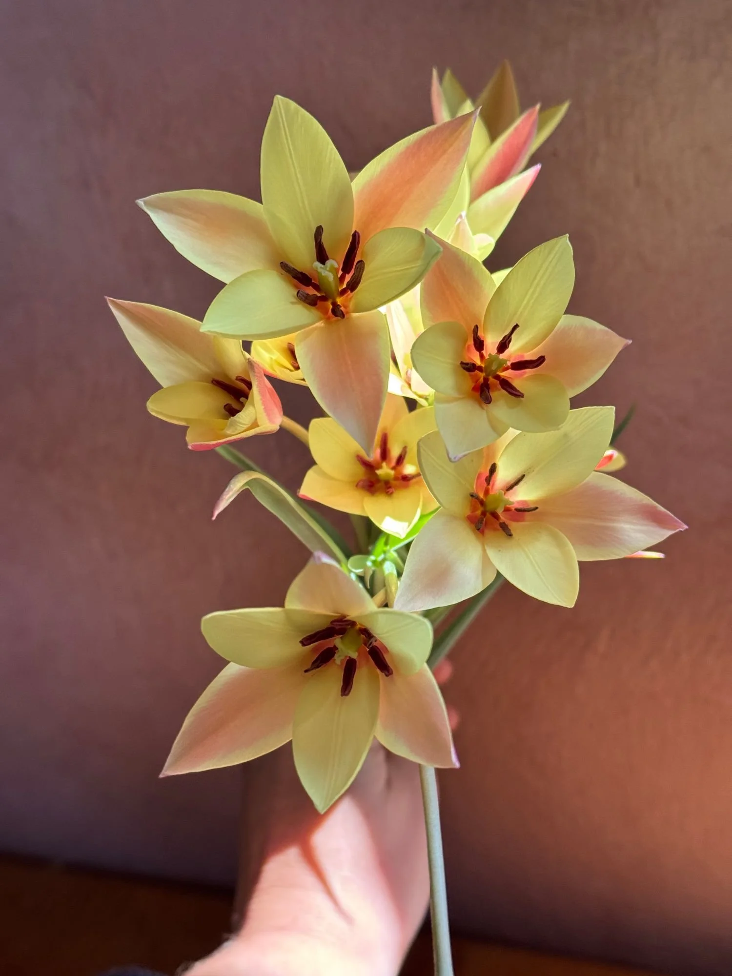 TULIPA clusiana Cynthia