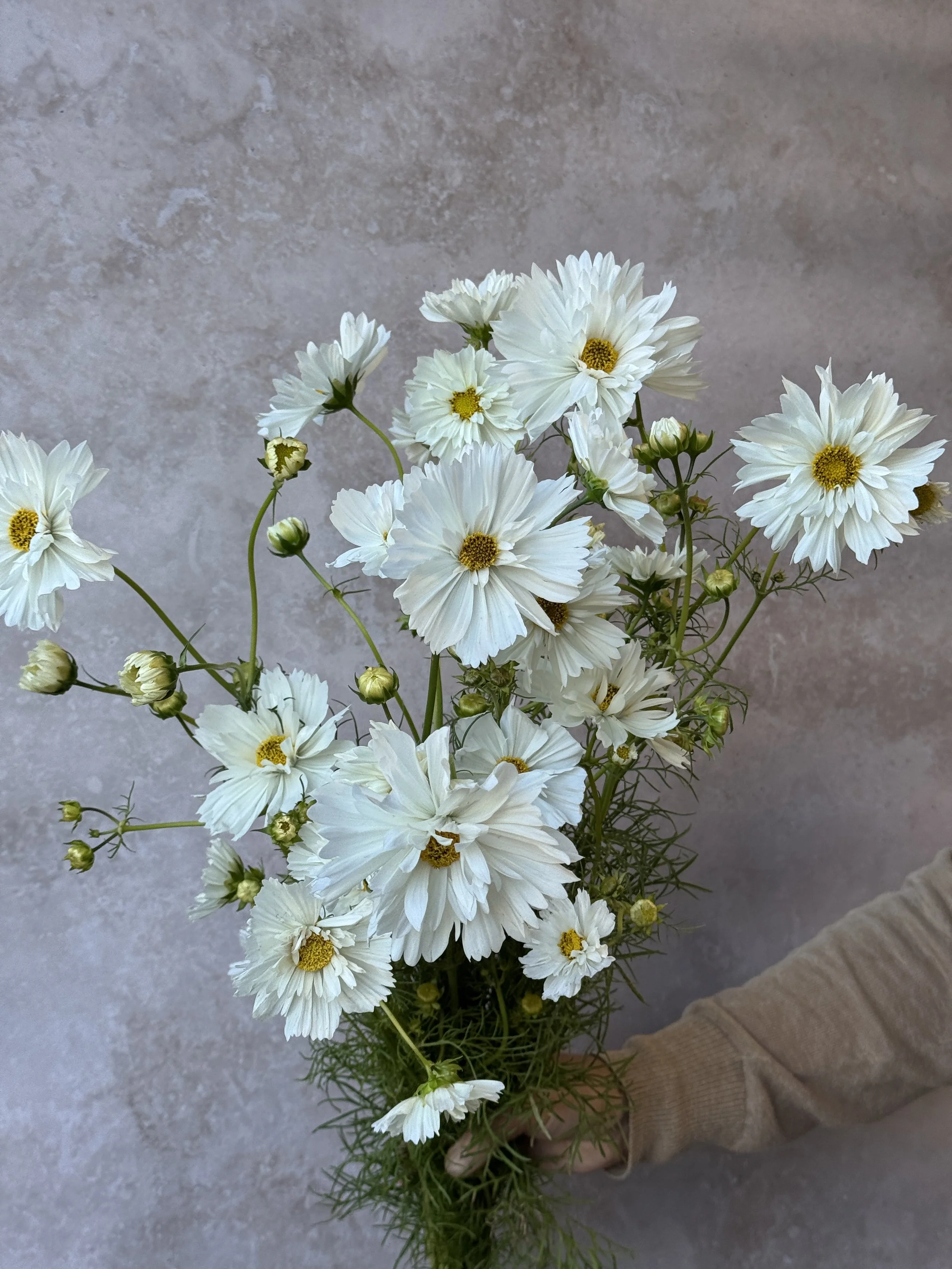 COSMOS bipinnatus Fizzy White