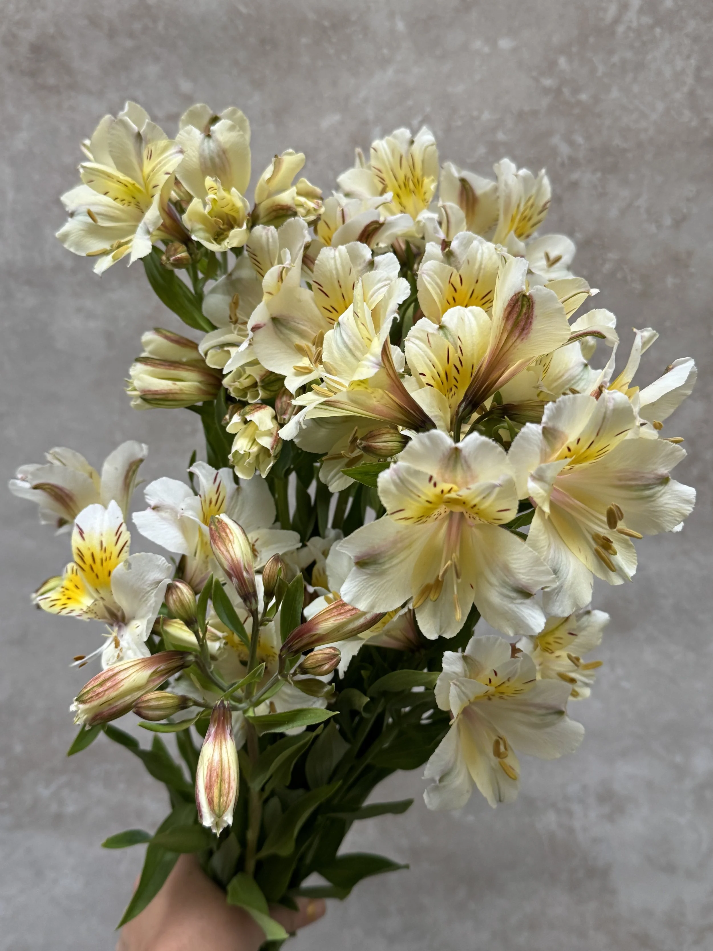 ALSTROEMERIA x hybrida Summer Paradise Summer Sky