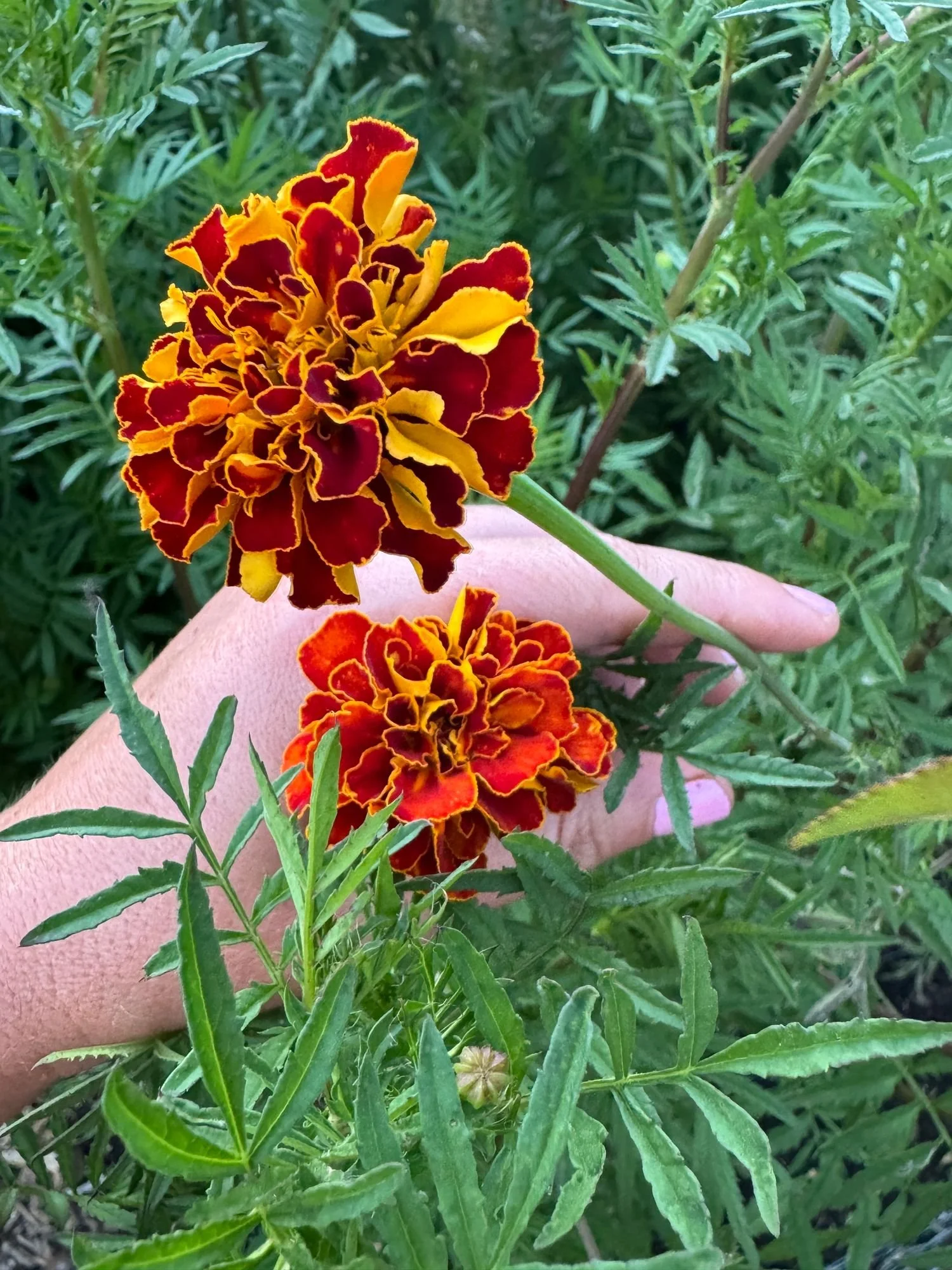 TAGETES patula Burgundy Bliss