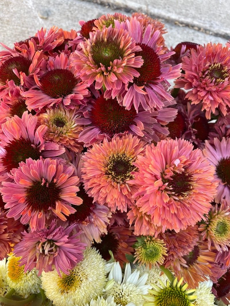 ECHINACEA x Fresco Apricot