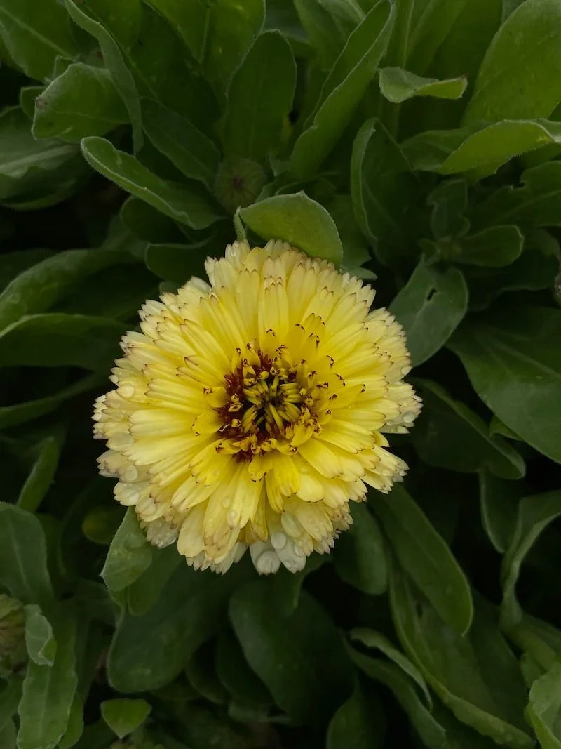 Calendula