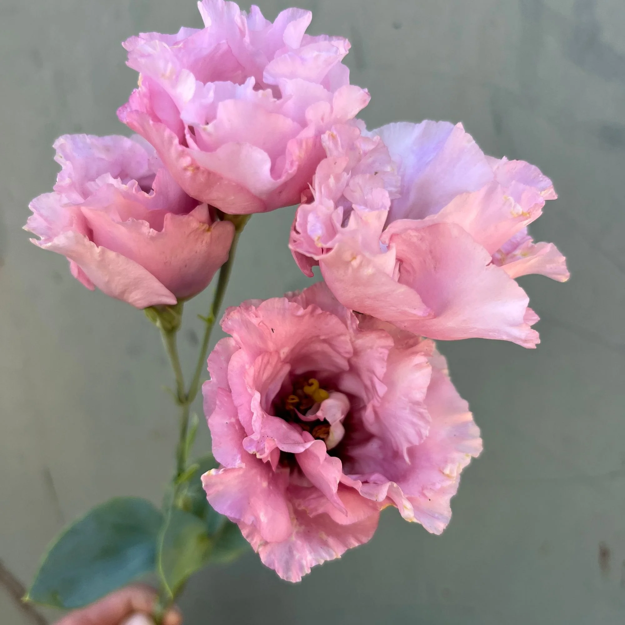EUSTOMA grandiflorum Celeb Madonna