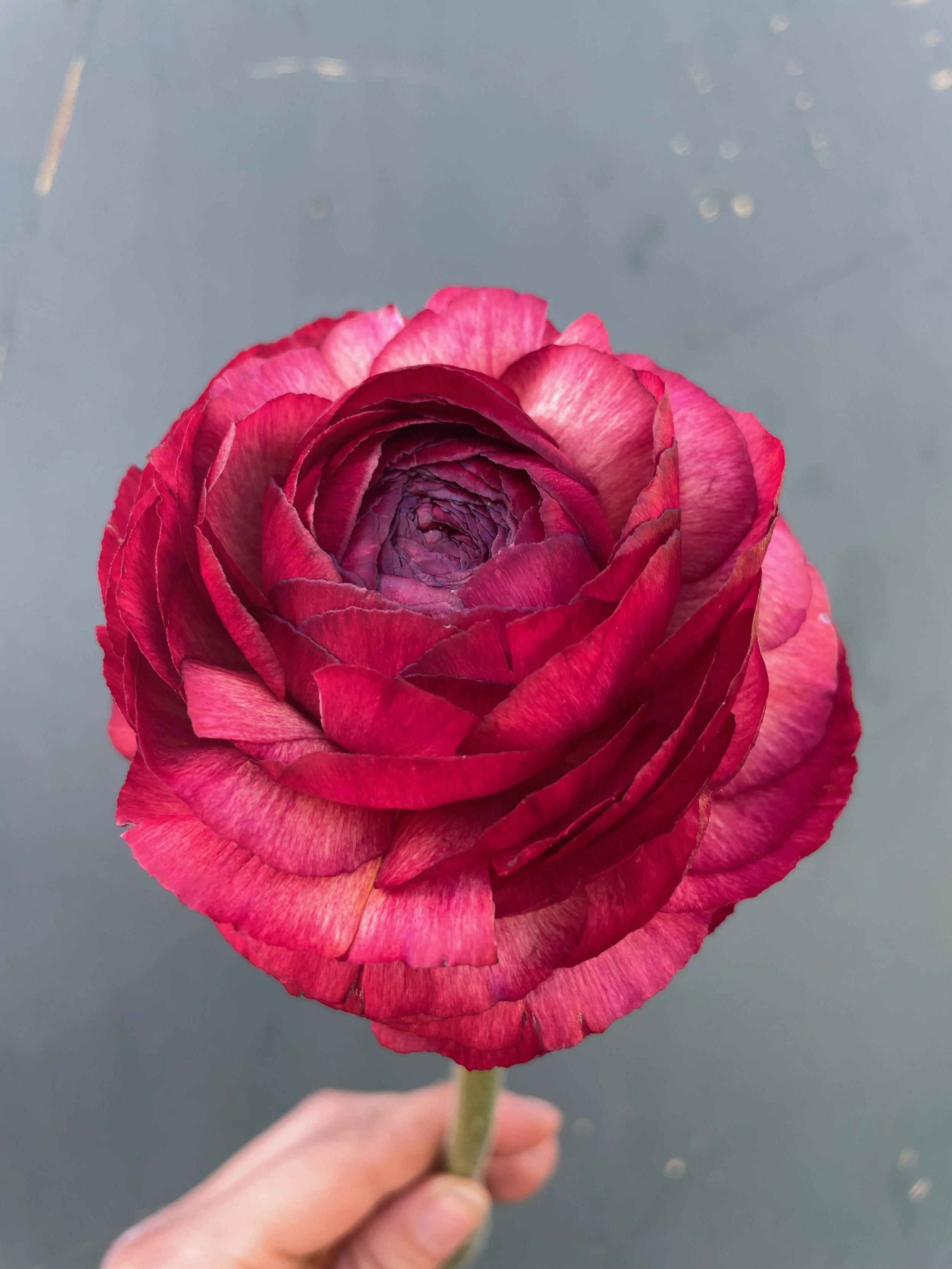 RANUNCULUS Cloni Success Vintage