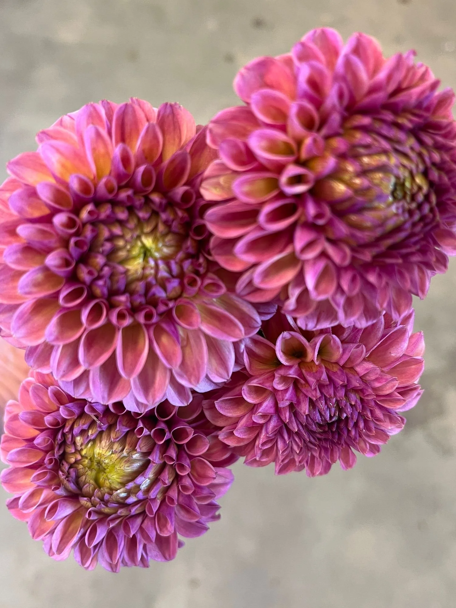 DAHLIA Bracken Rose