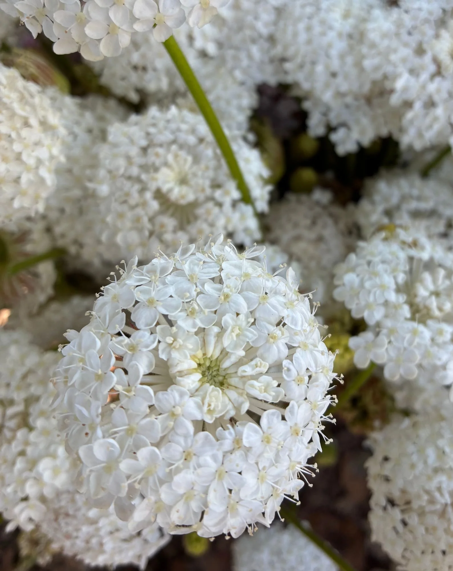 TRACHYMENE coeruleum Didiscus Lacy White