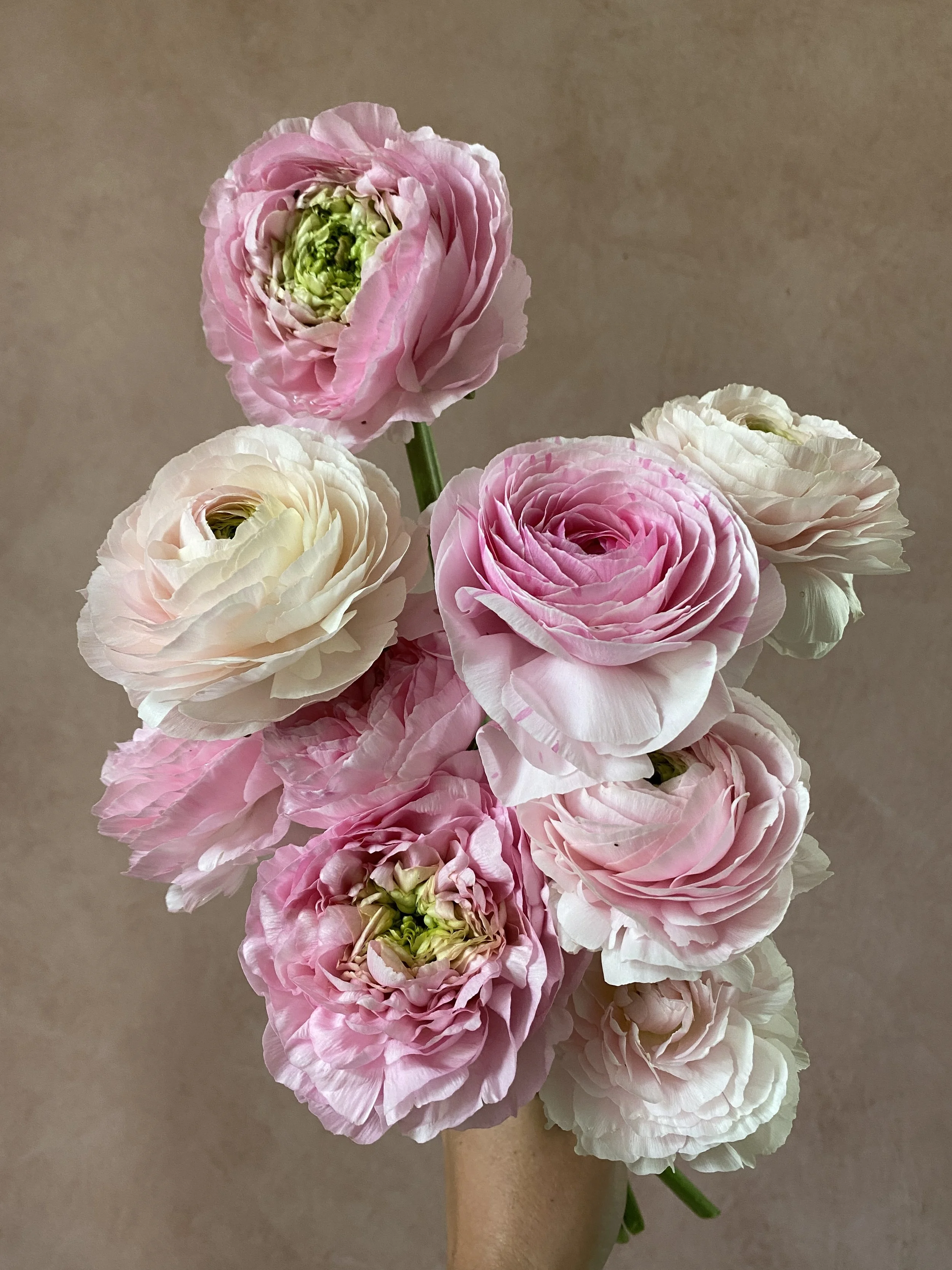 Ranunculus 'Chamallow'