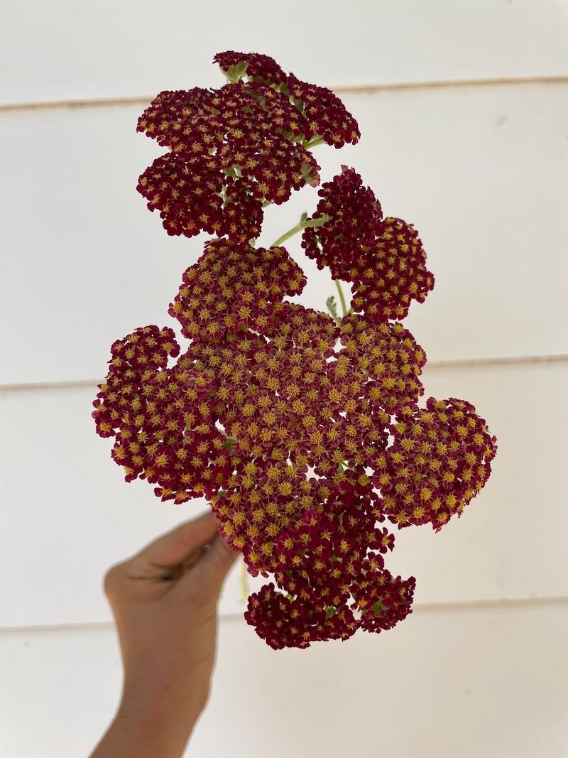 ACHILLEA millefolium Strawberry Seduction