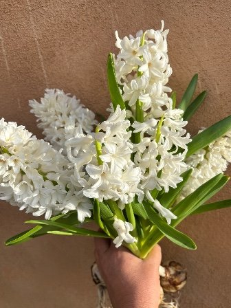 HYACINTHUS orientalis Carnegie