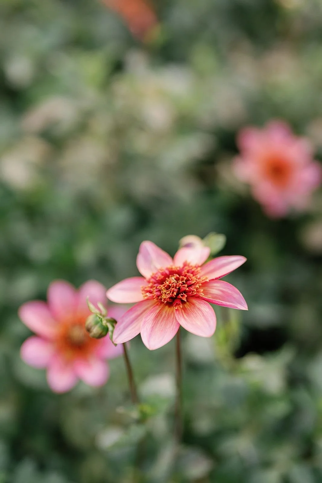 DAHLIA Totally Tangerine