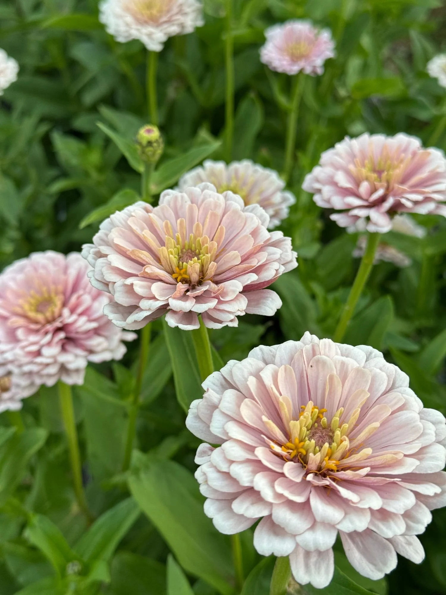 ZINNIA elegans Dawn Creek