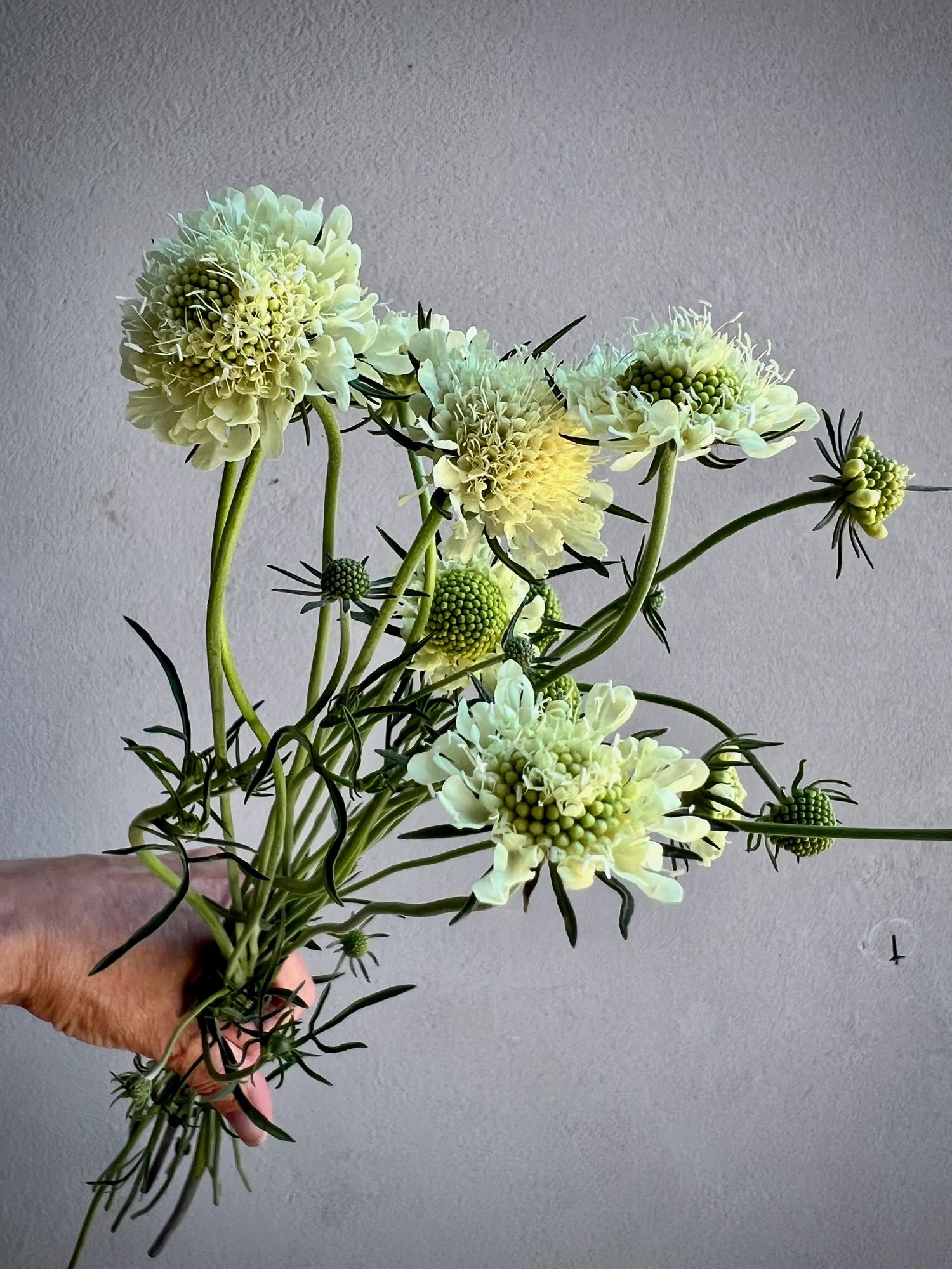 SCABIOSA ochroleuca