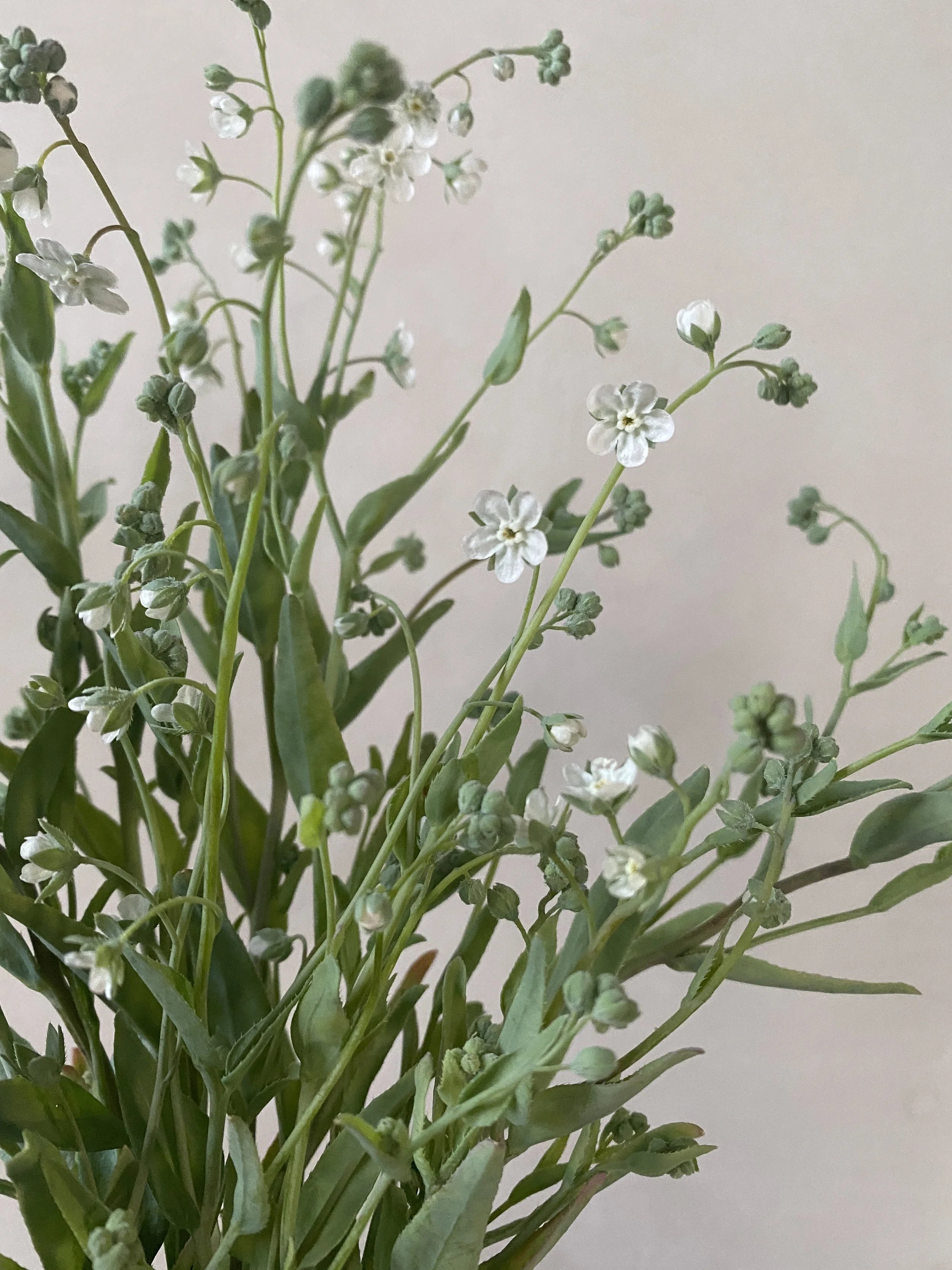 Omphalodes