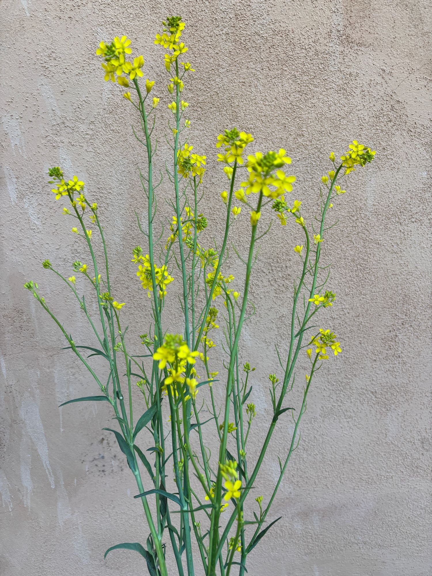 BRASSICA Flowering Kale