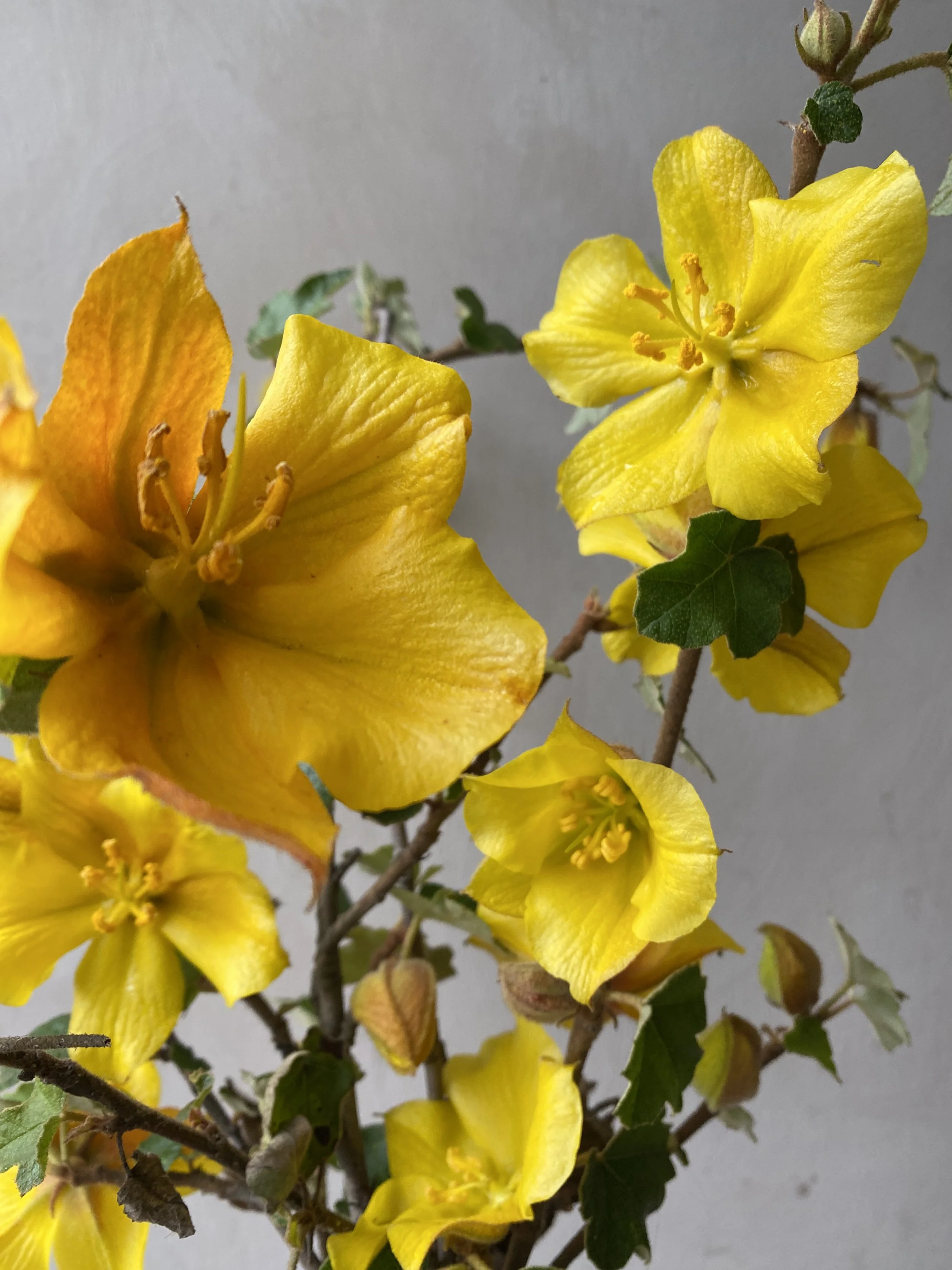 Fremontodendron
